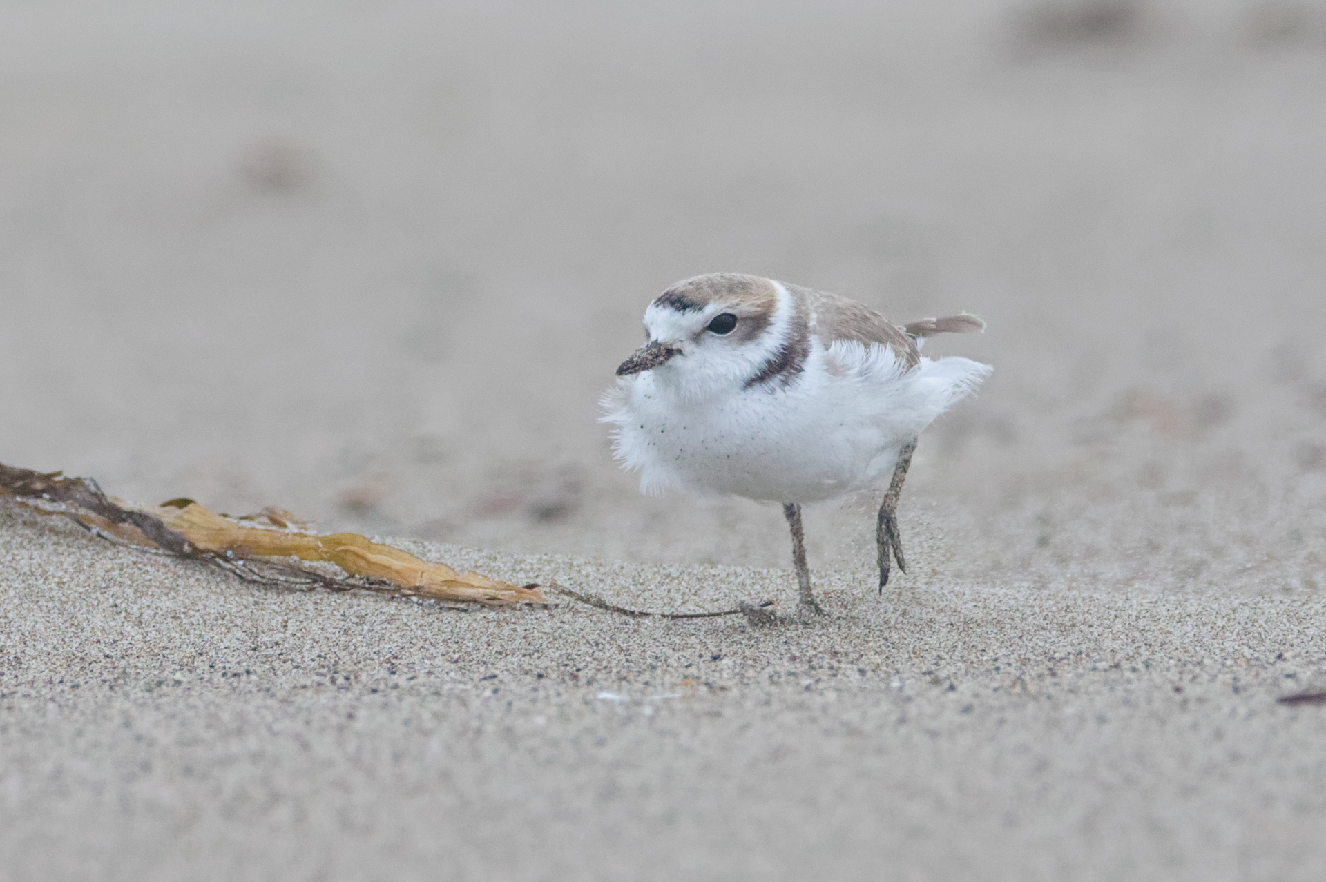 Snowy Plover