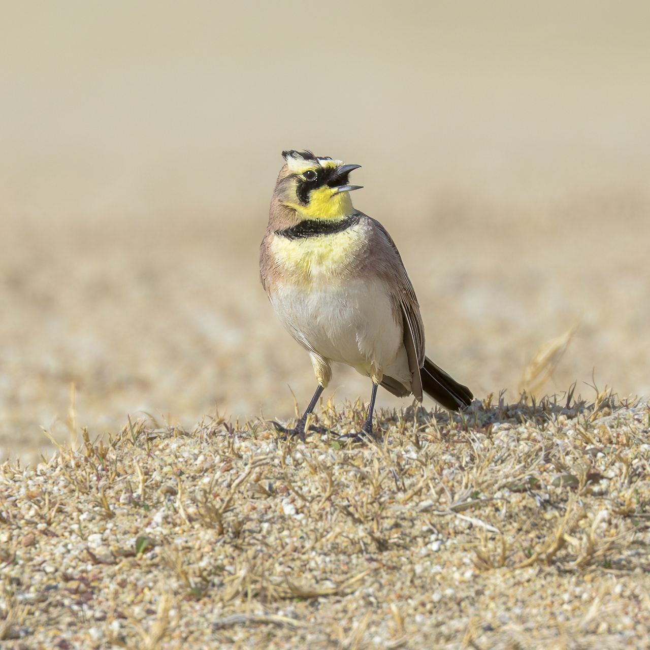 Horned Lark