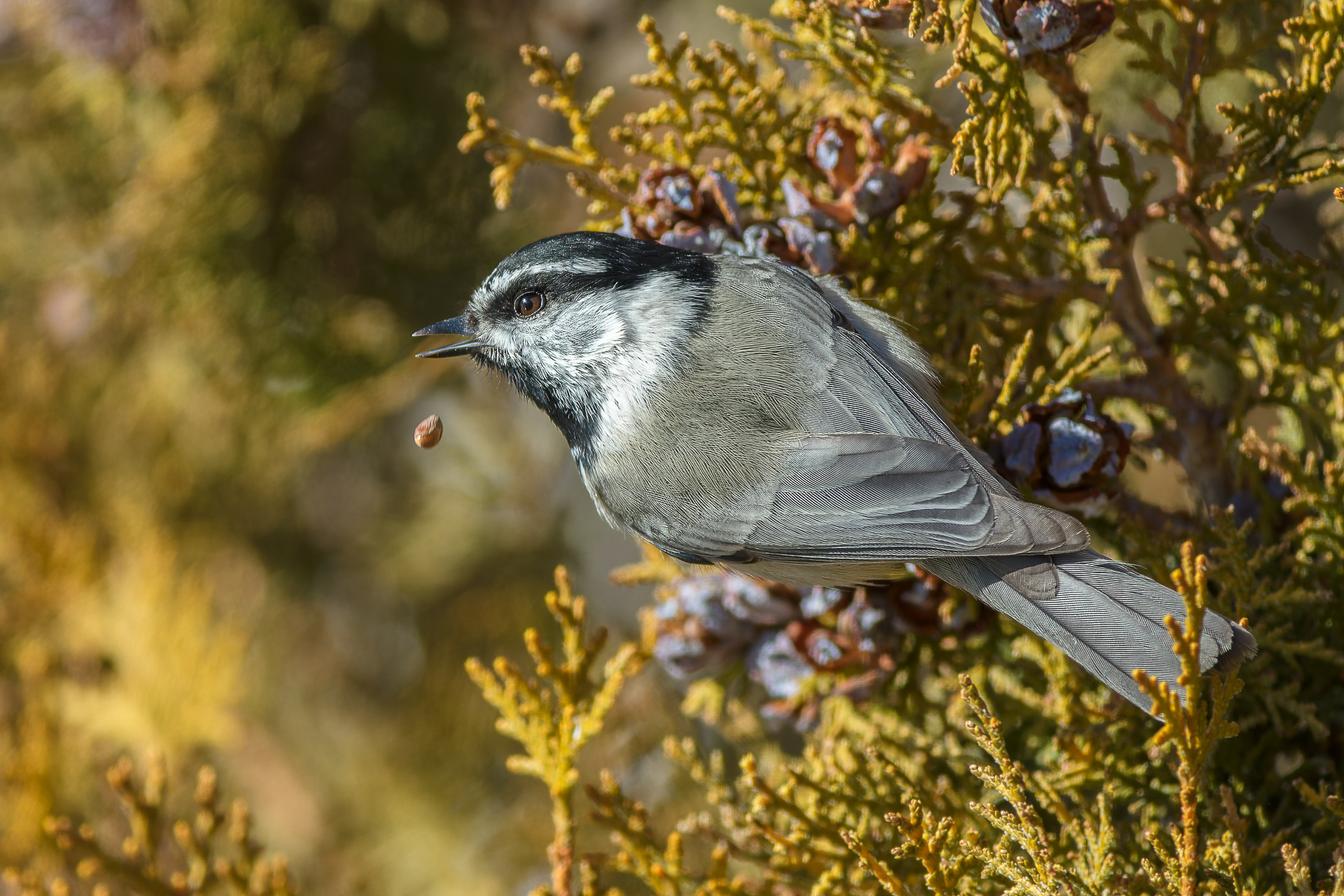 Mountain Chickadee