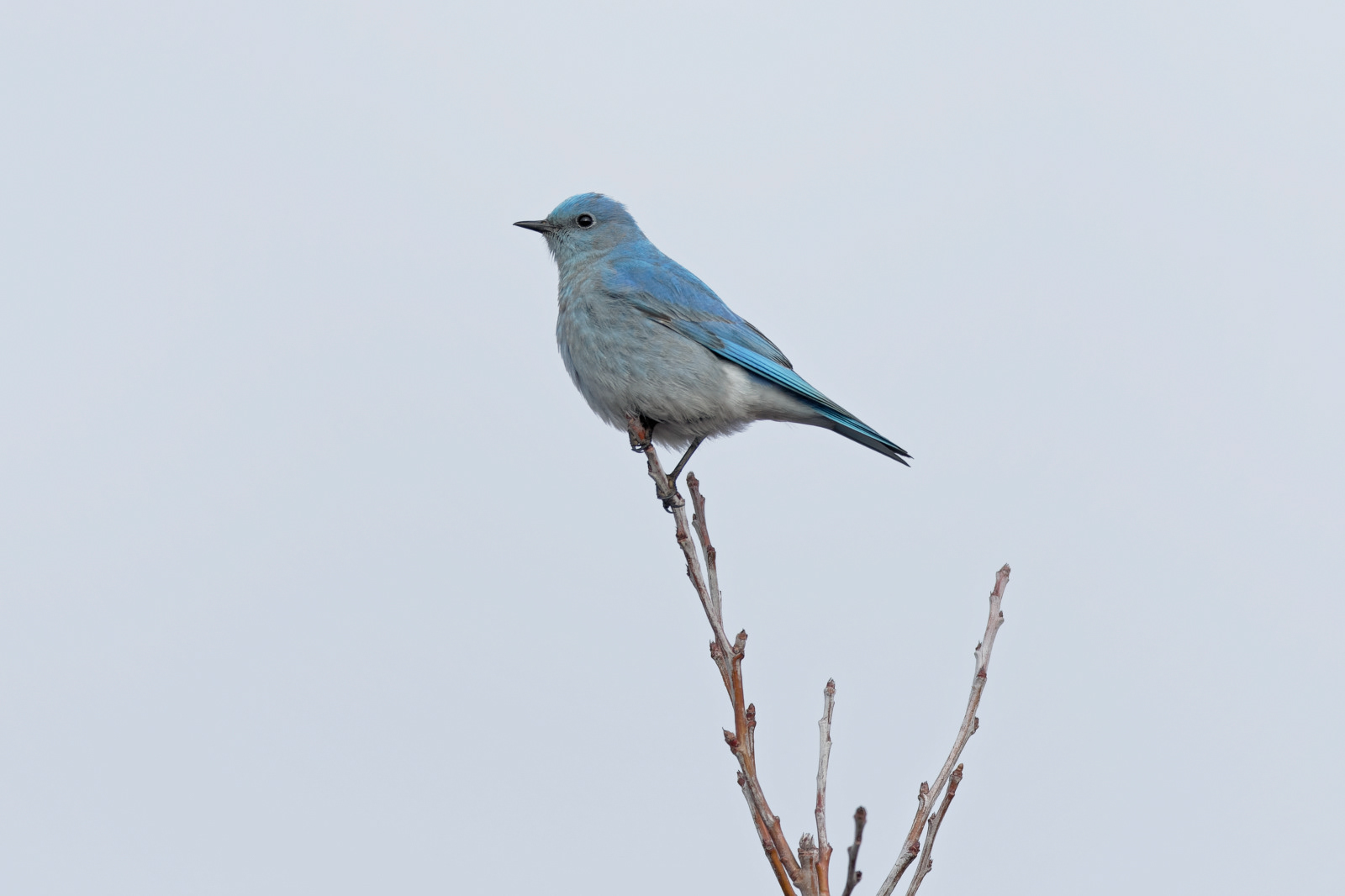 Mountain Bluebird male
