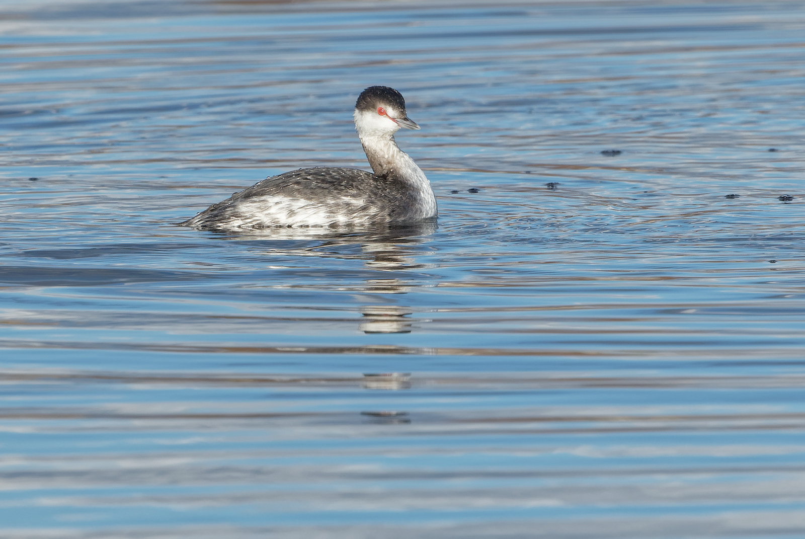 Horned Grebe