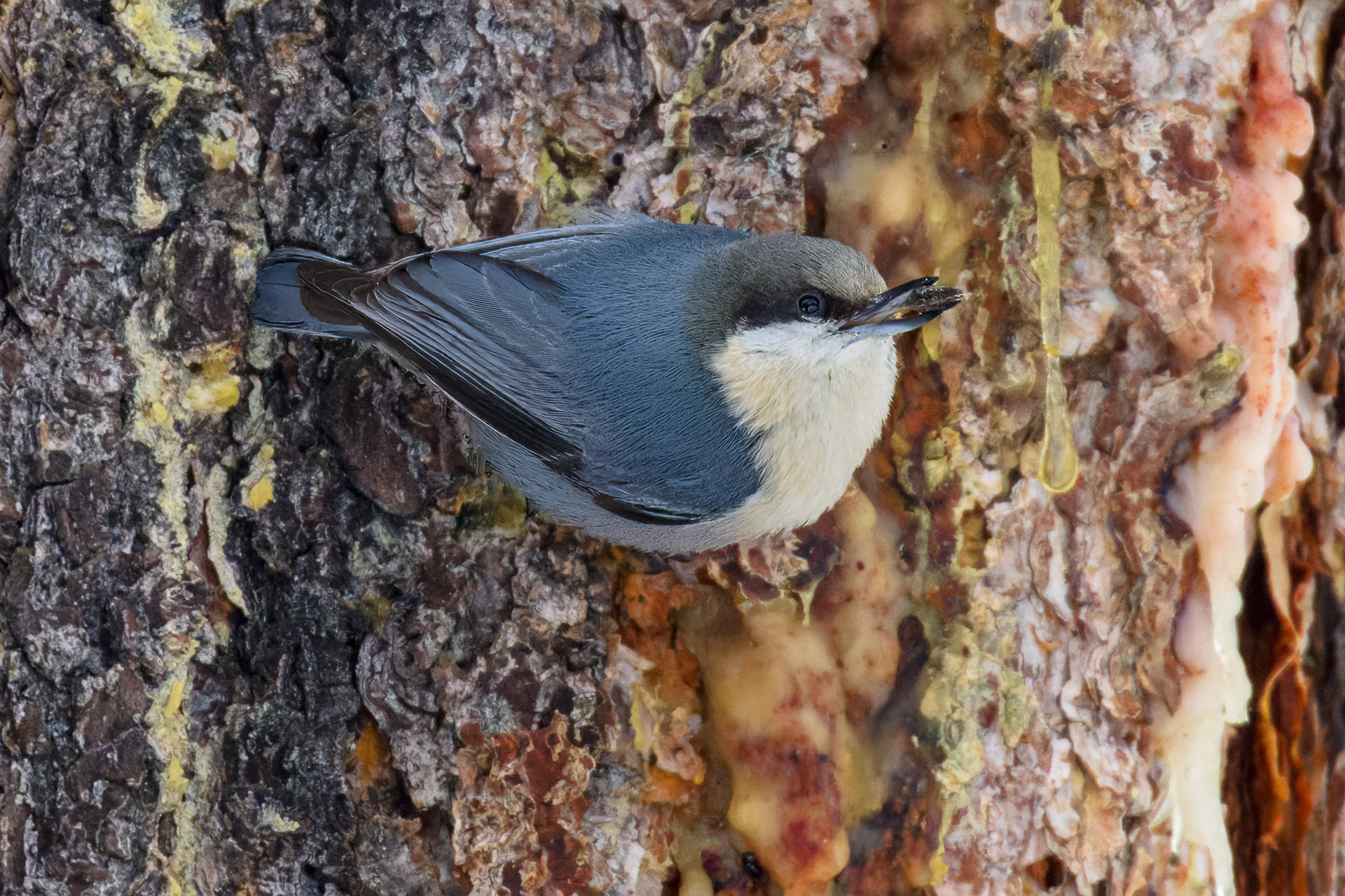 Pygmy Nuthatches