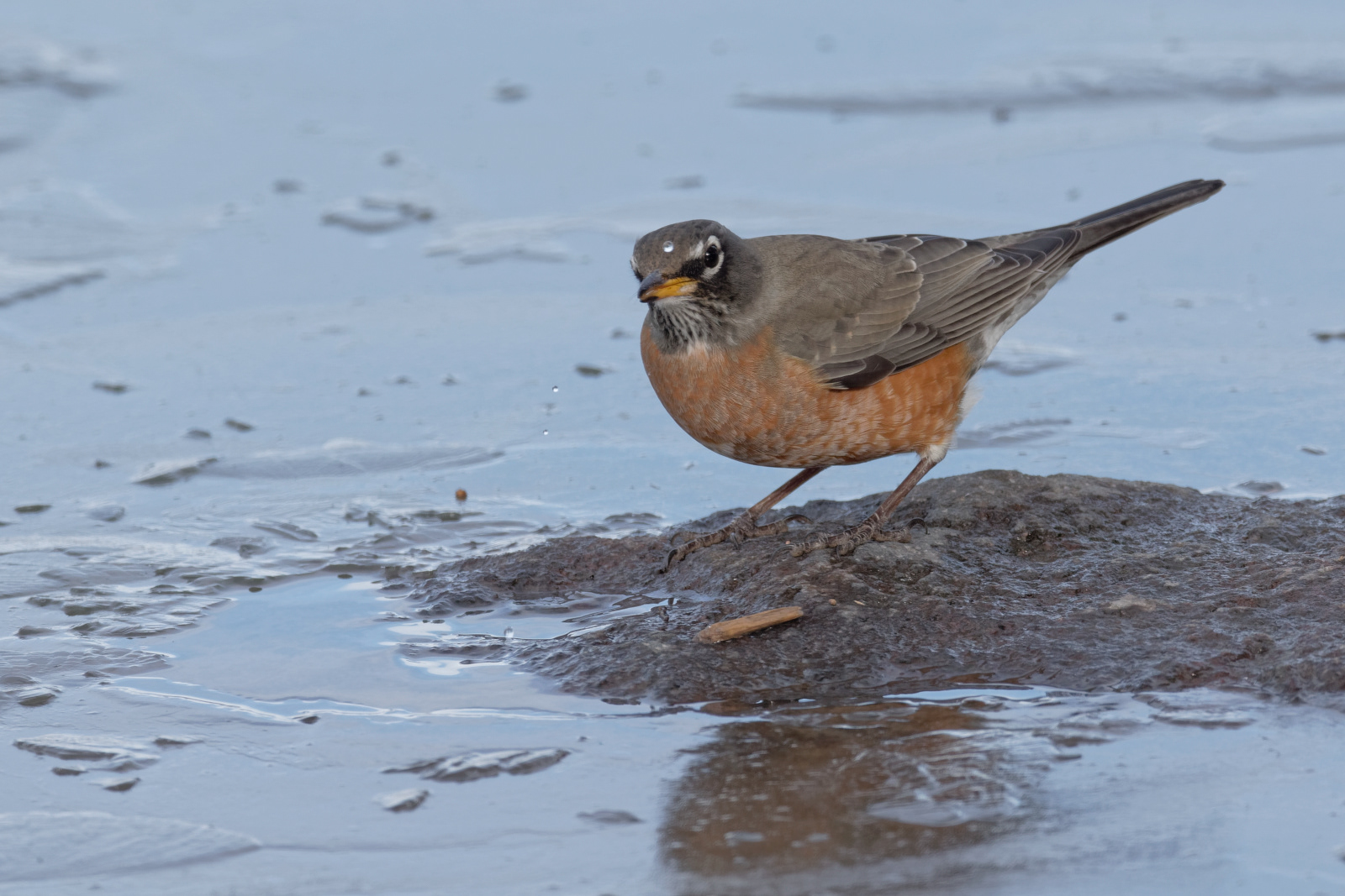 American Robin