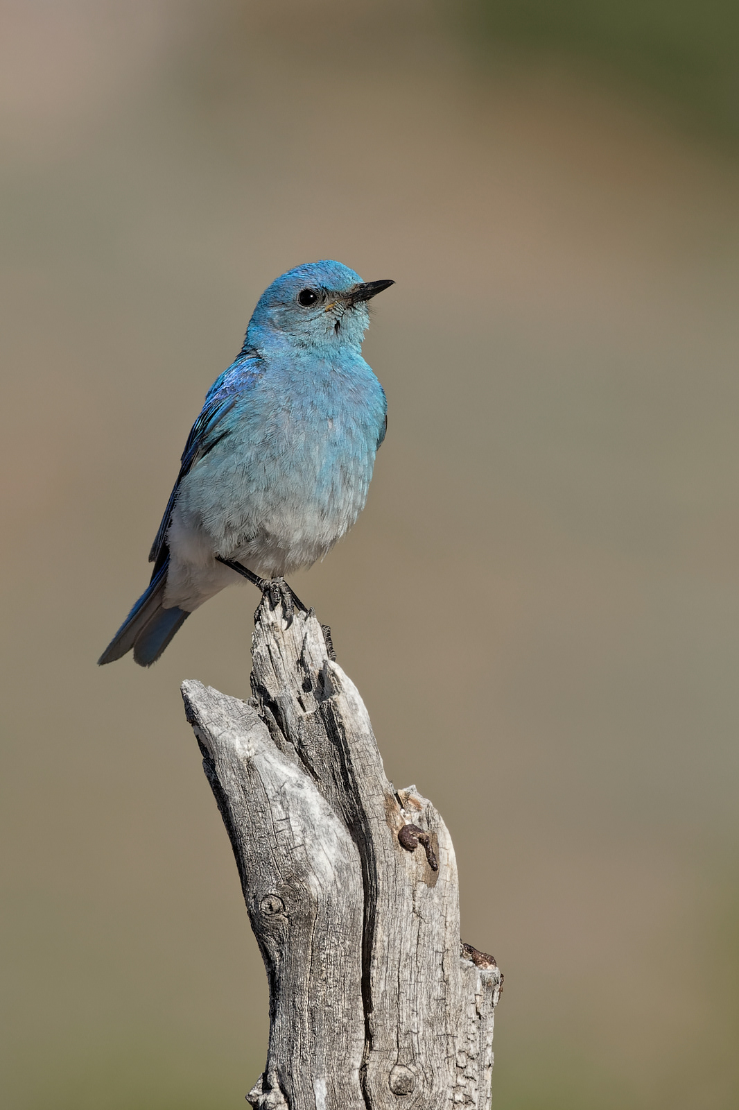 Mountain Bluebird male