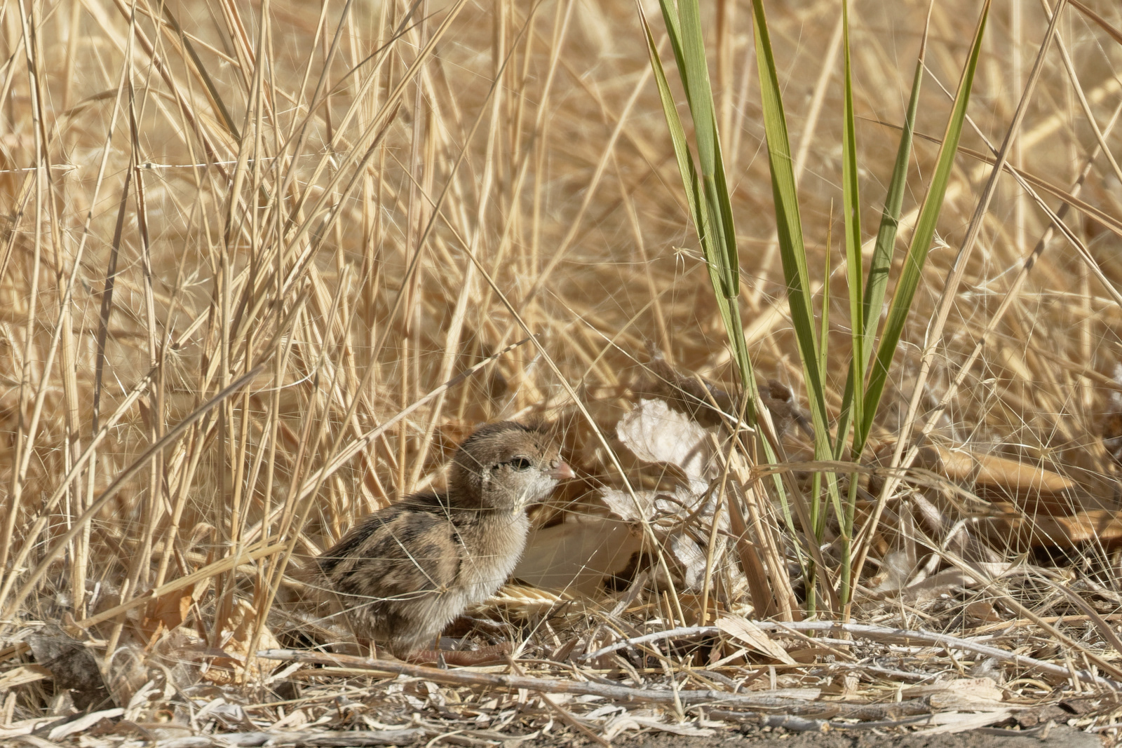 California Quail