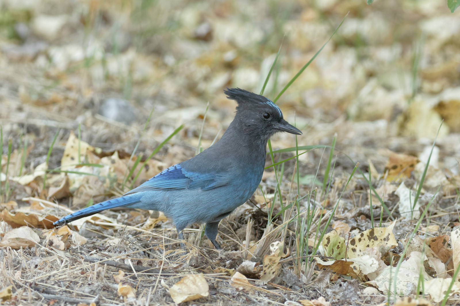 Steller's Jay