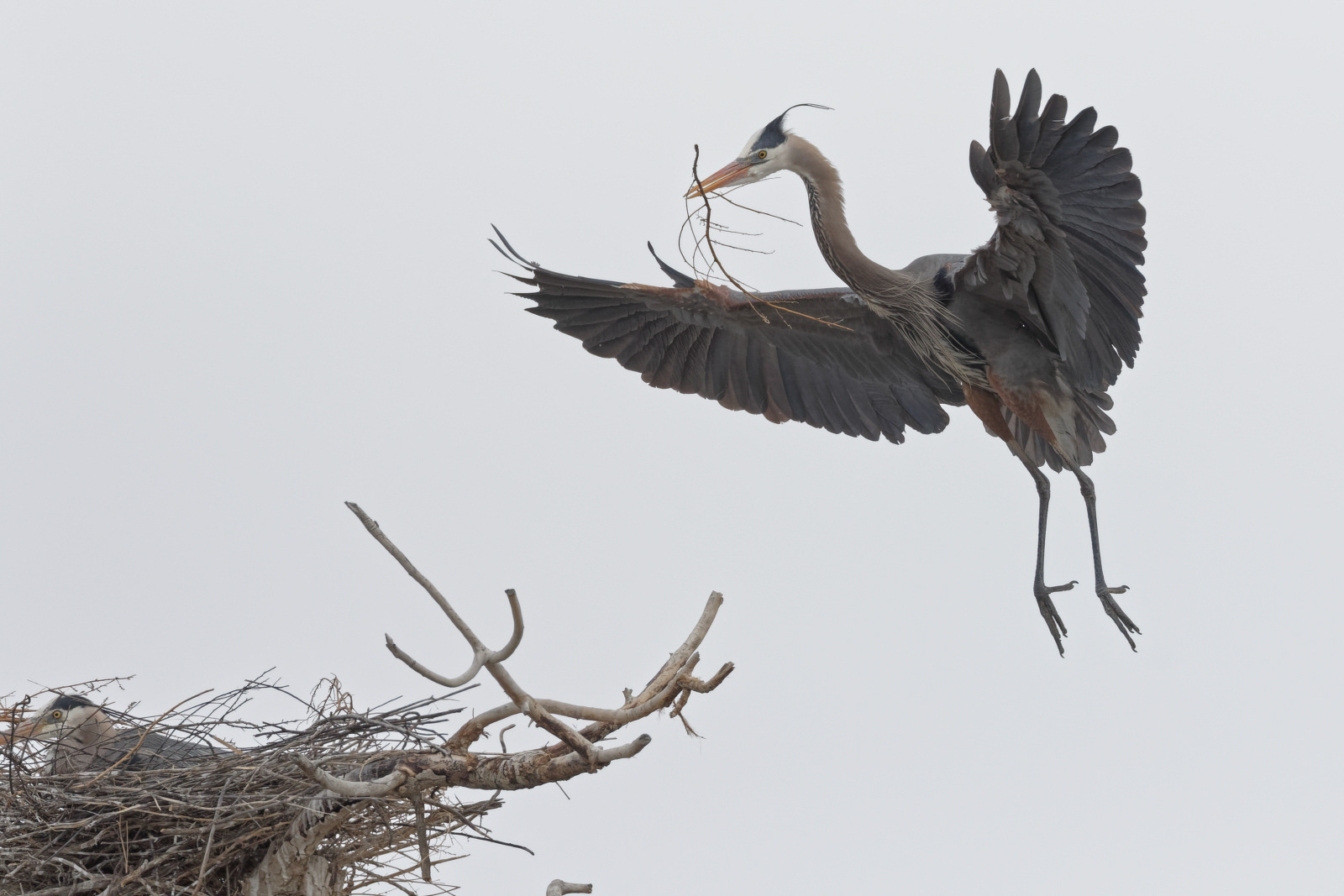 Great Blue Heron