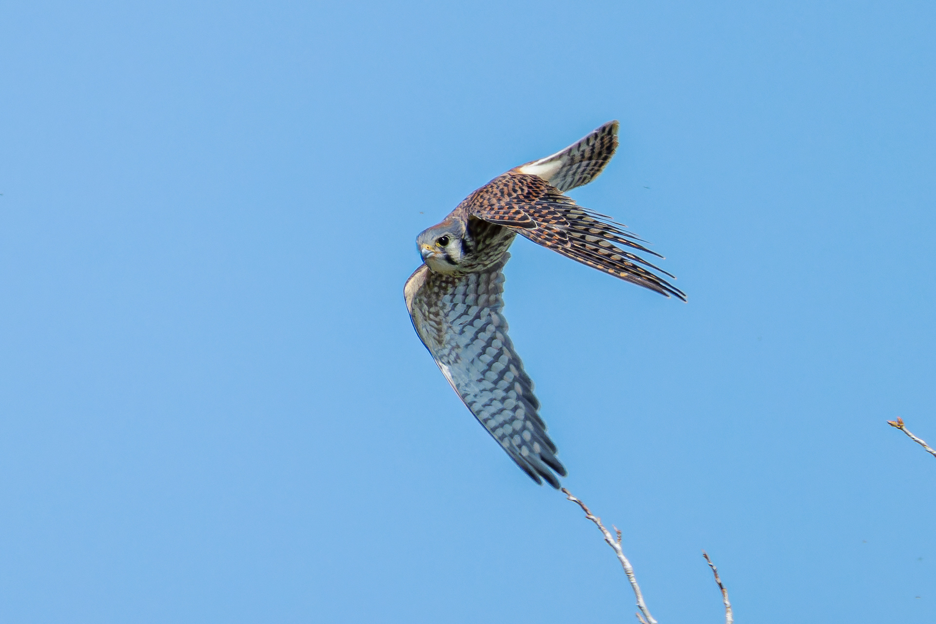 American Kestrel female