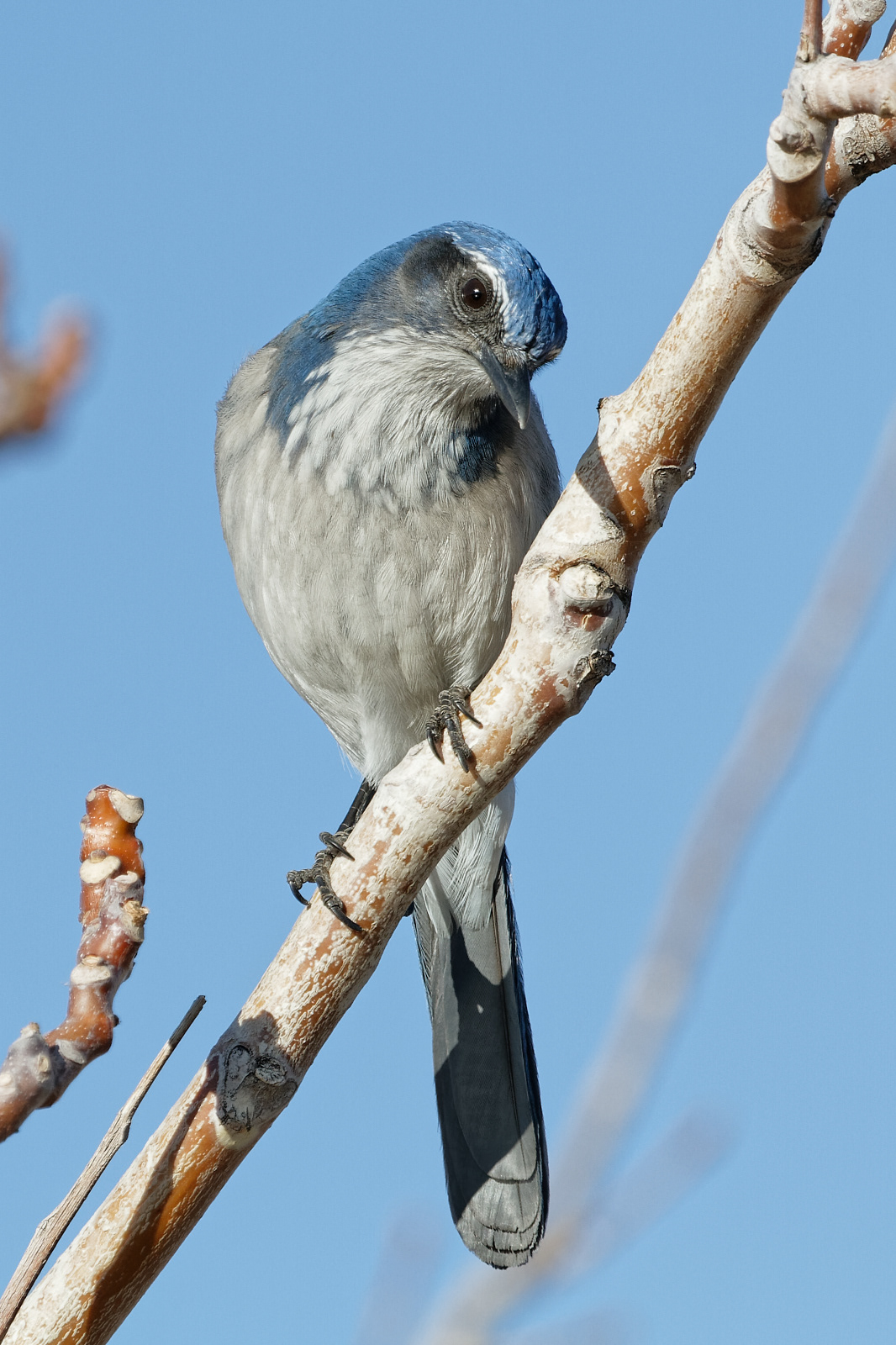 California Scrub-jay