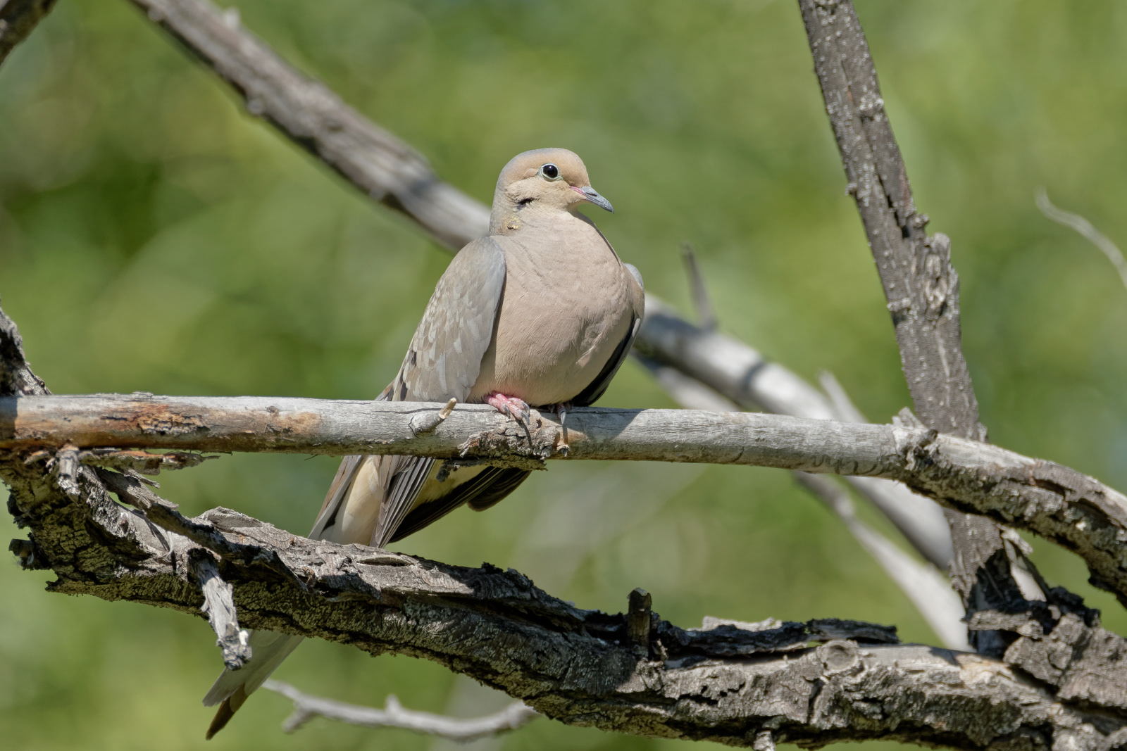 Mourning Dove