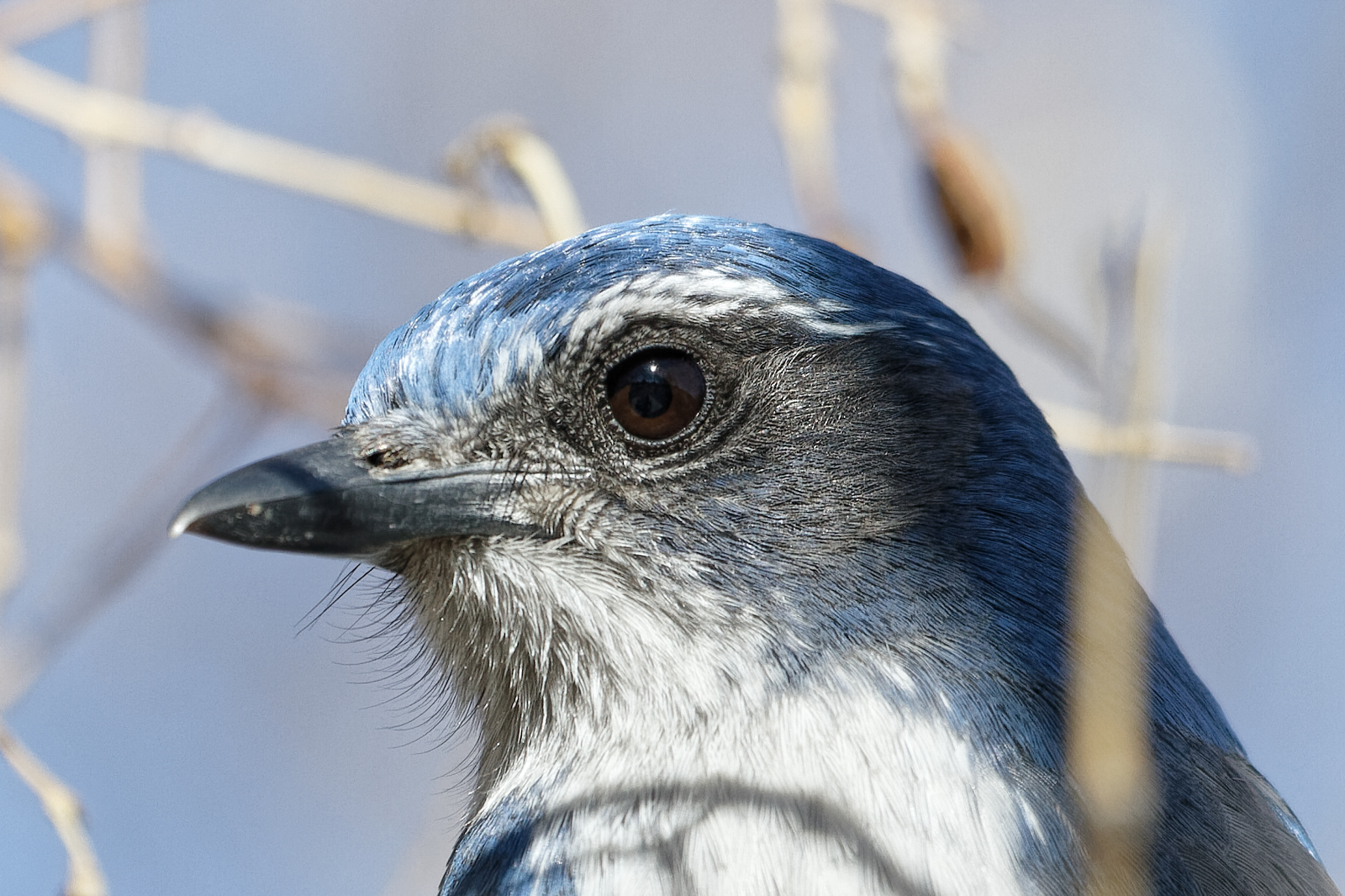 California Scrub-jay
