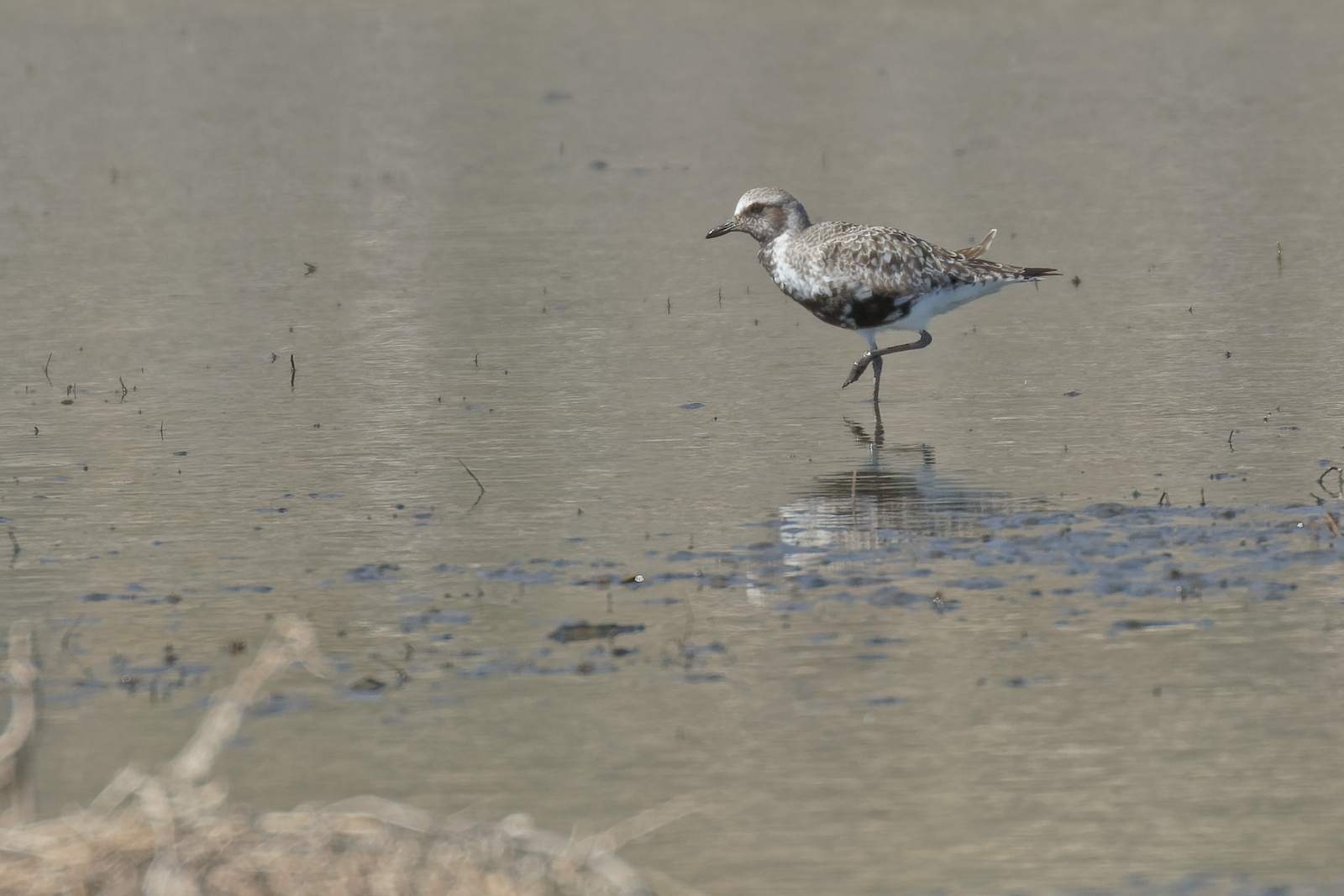 Black-bellied Plover