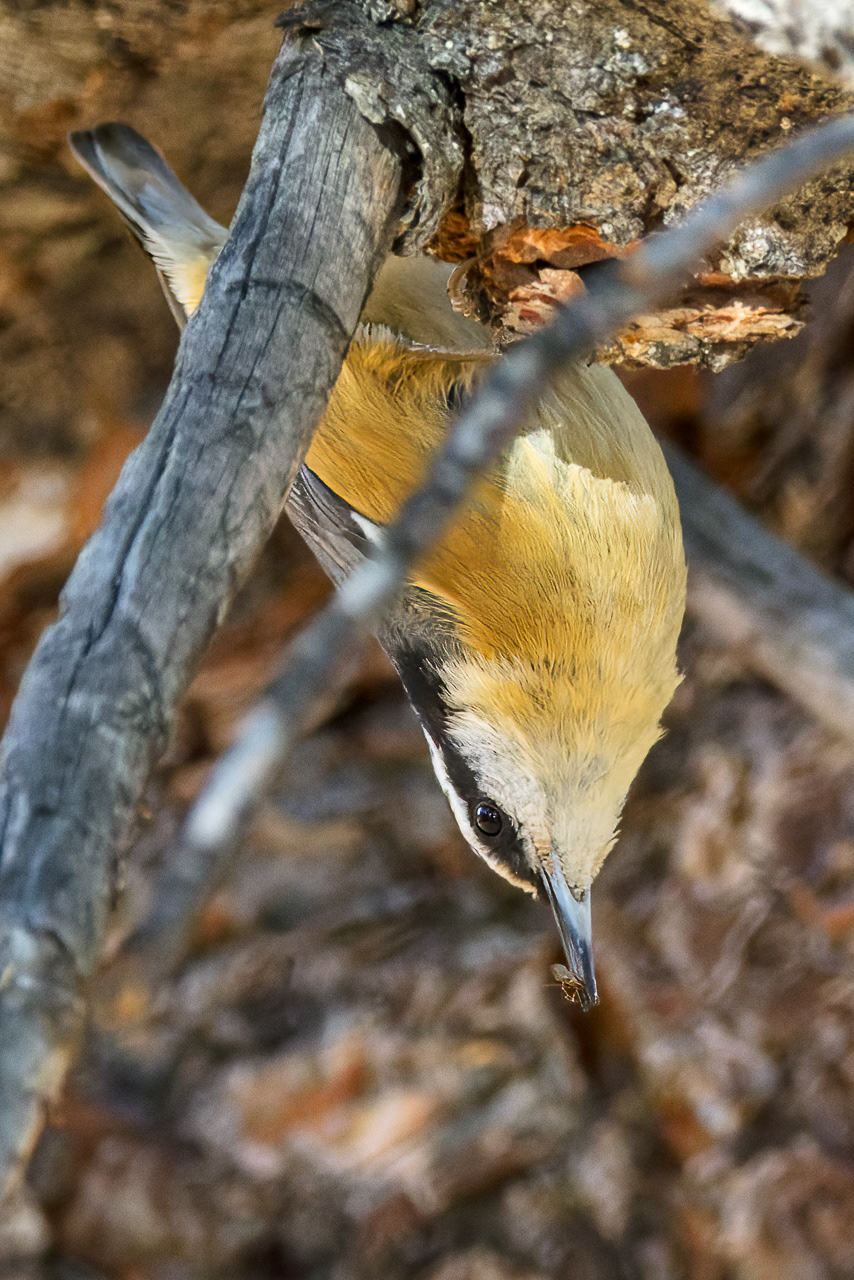 Red-breasted Nuthatch