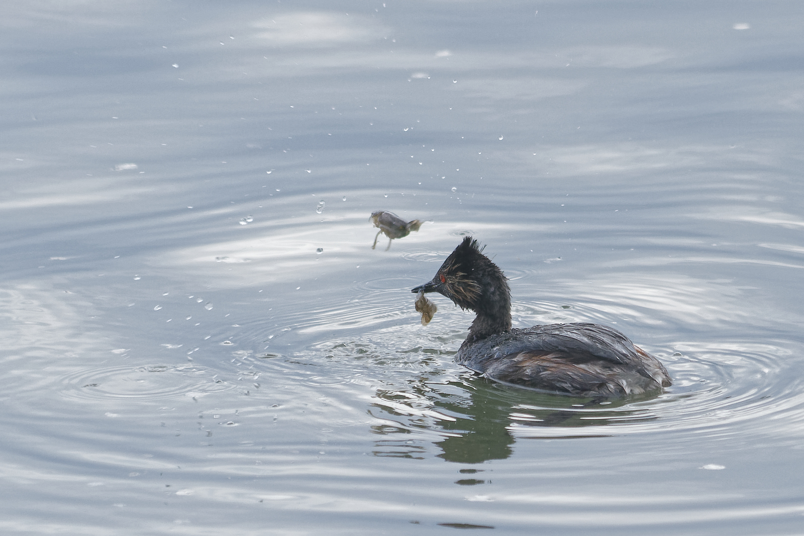 Eared Grebe