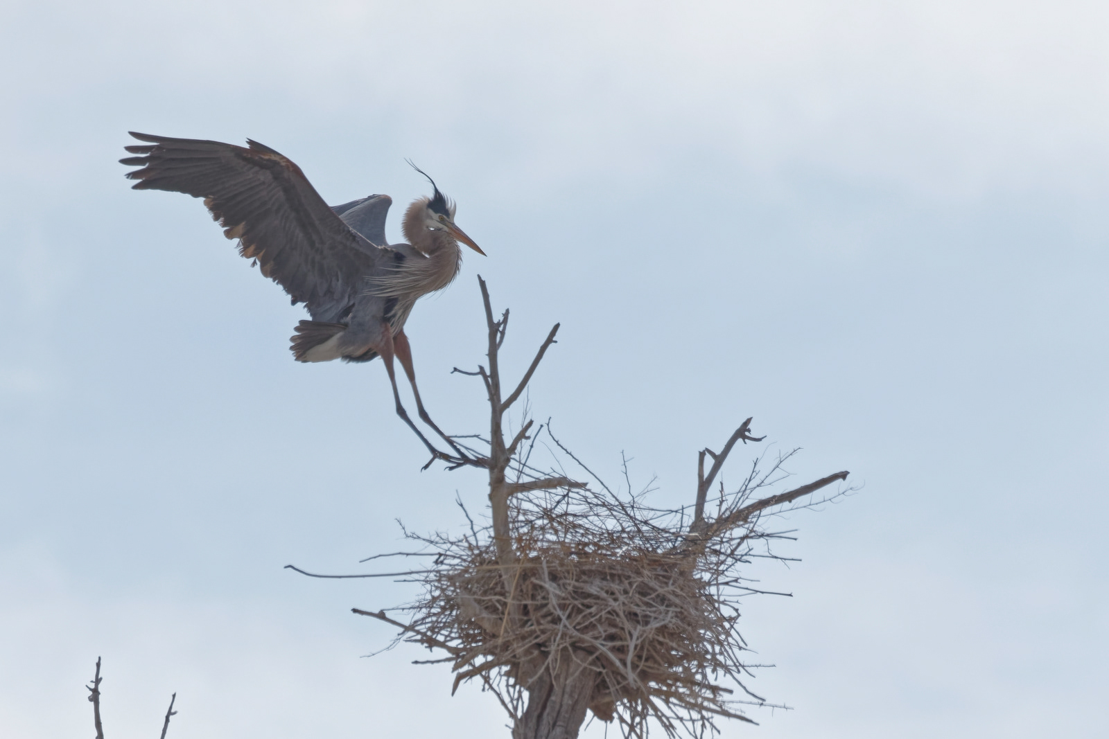 Great Blue Heron