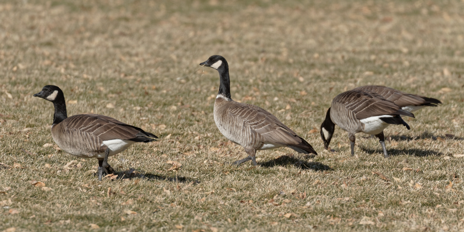 Cackling Goose (Aleutian)