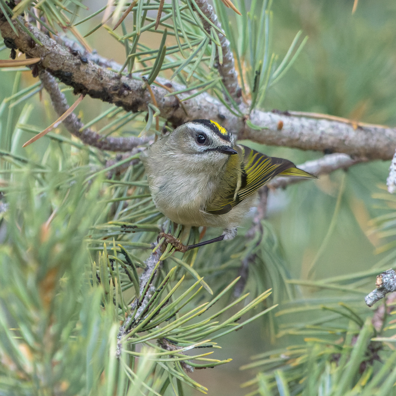 Golden-crowned Kinglet