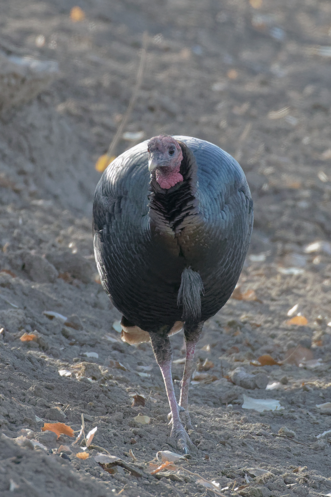 Wild Turkey