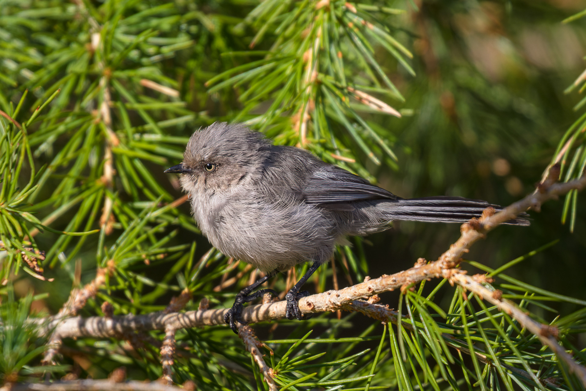 Bushtit