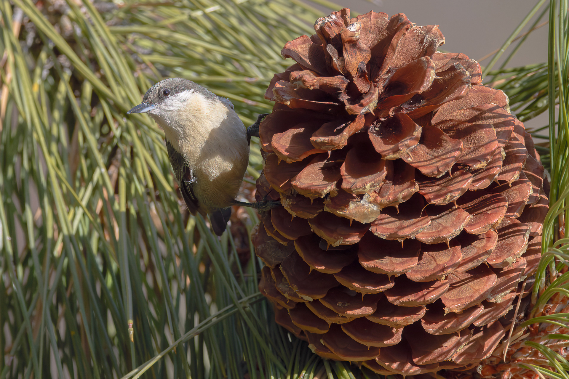 Pygmy Nuthatches