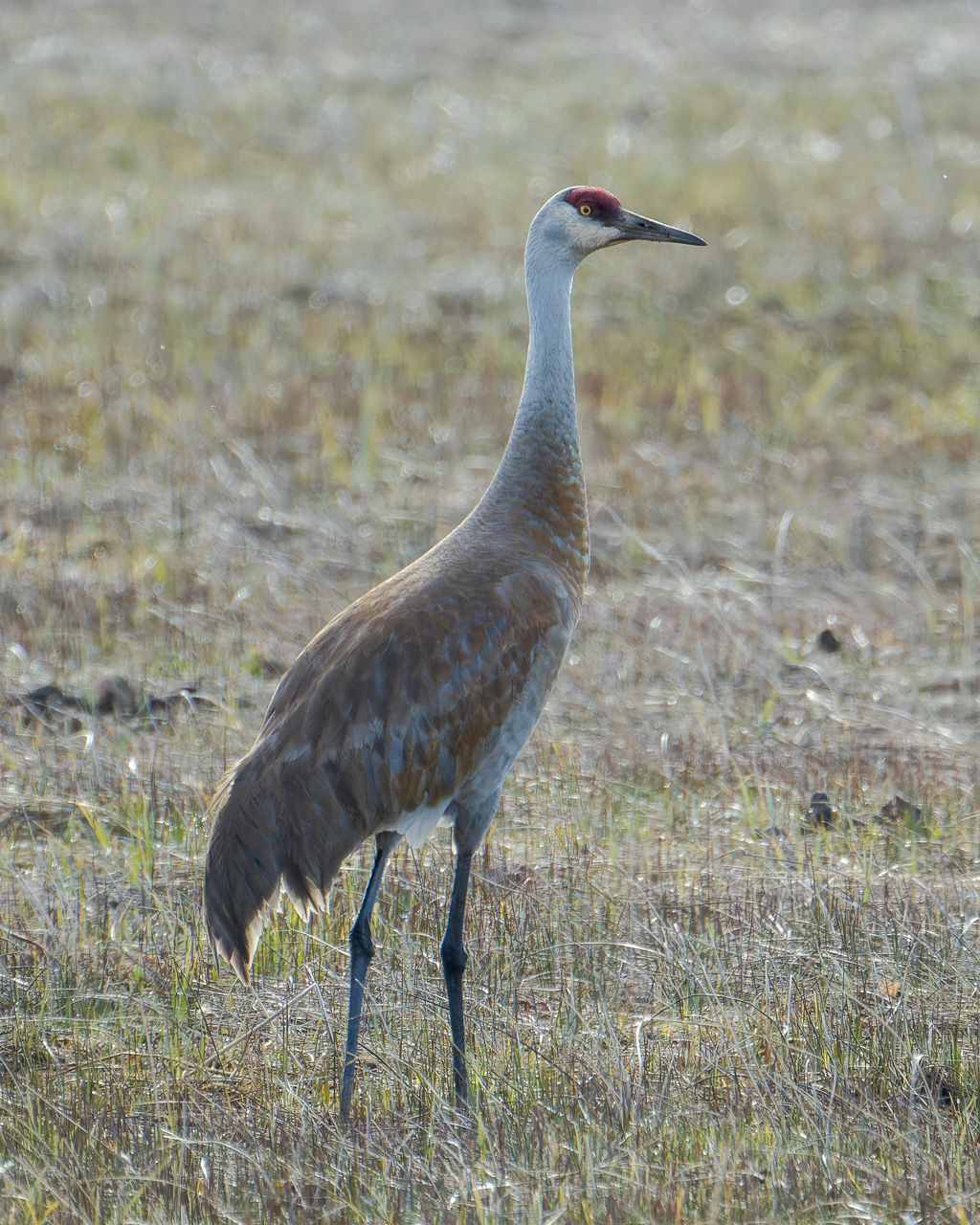 Sandhill Crane