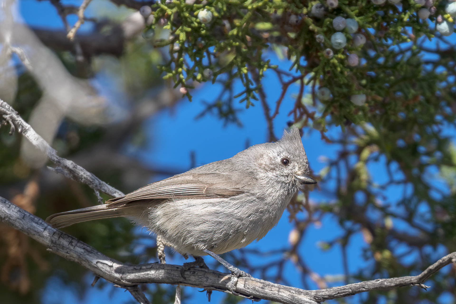 Juniper Titmouse
