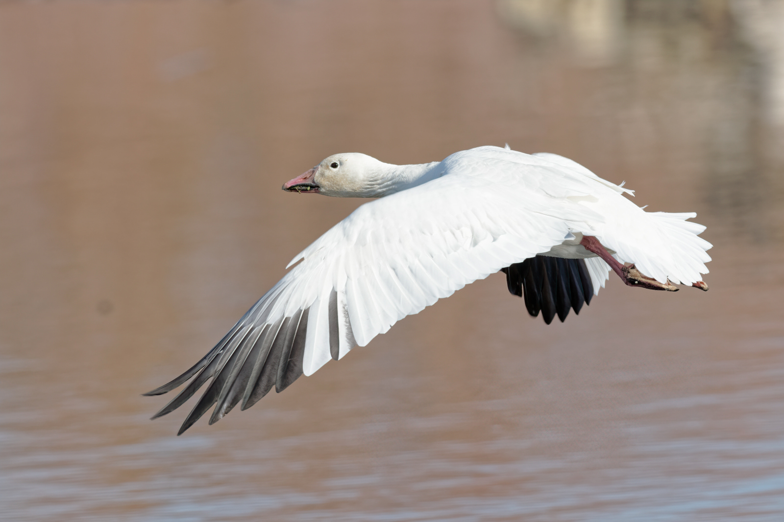 Snow Goose