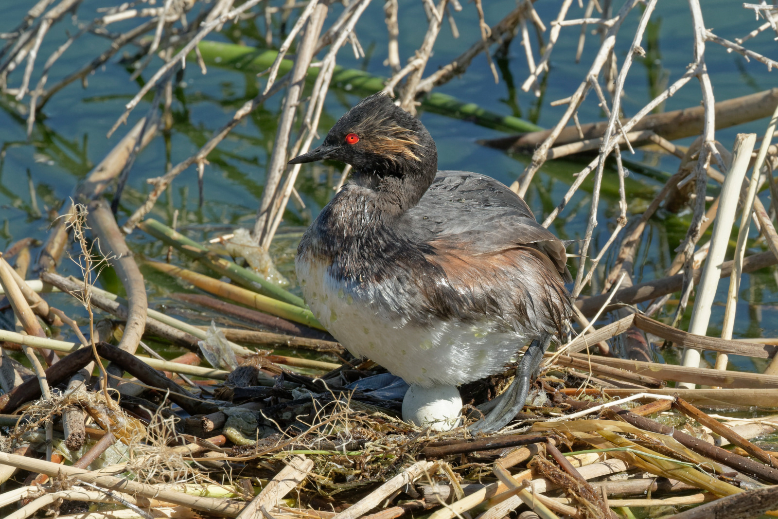 Eared Grebe