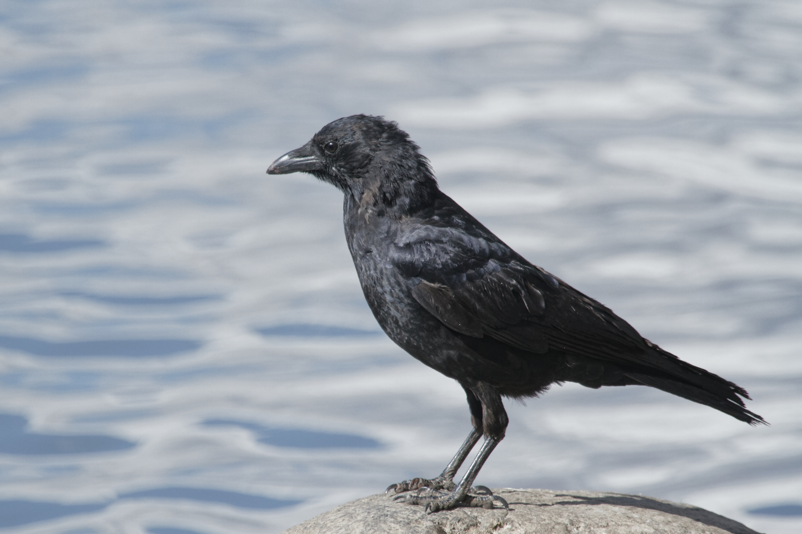 American Crow