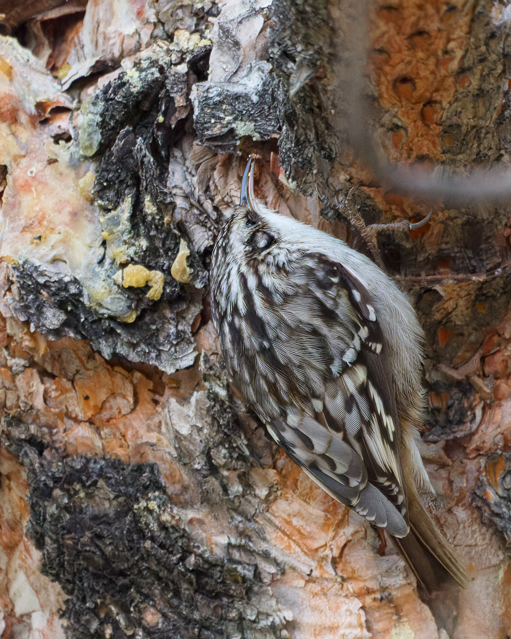 Brown Creeper