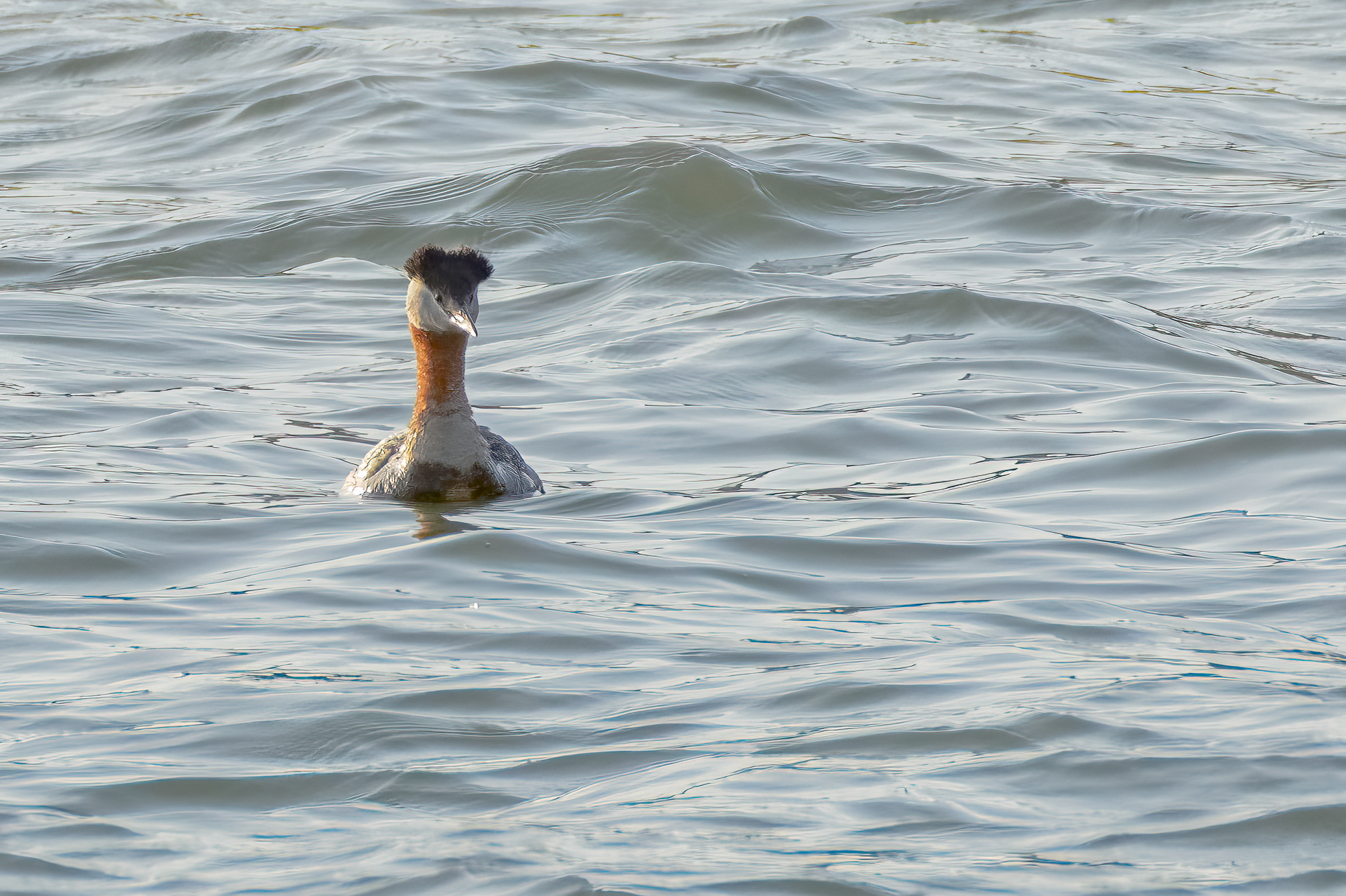 Red-necked Grebe