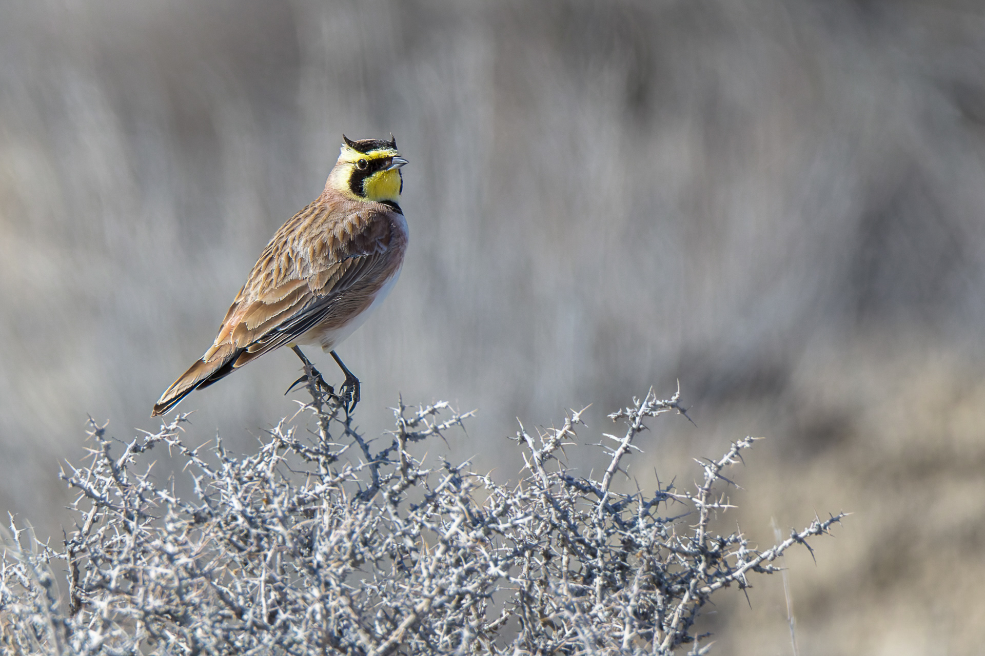 Horned Lark