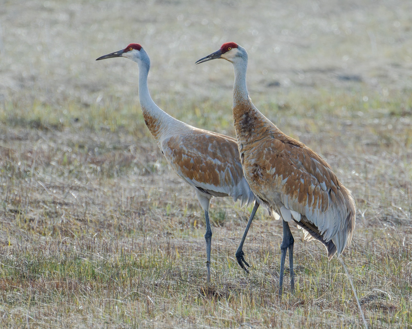 Sandhill Crane