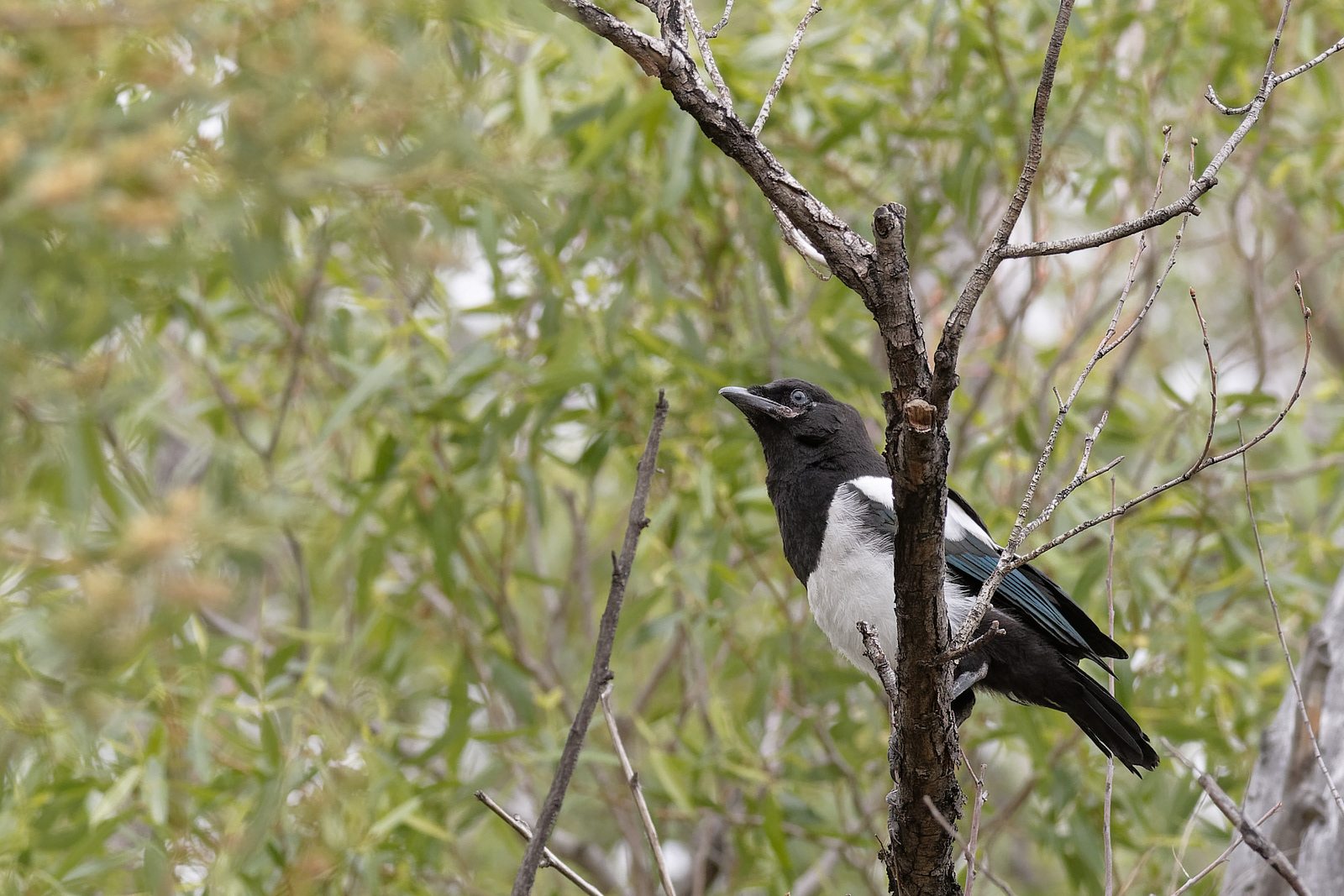 Black-billed Magpie