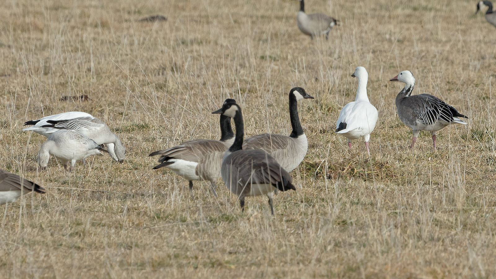 Snow Geese, adults, juveniles and Blue form, with Canada Geese