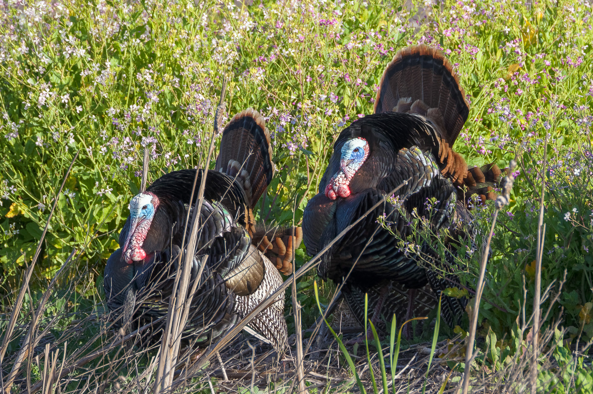 Wild Turkey