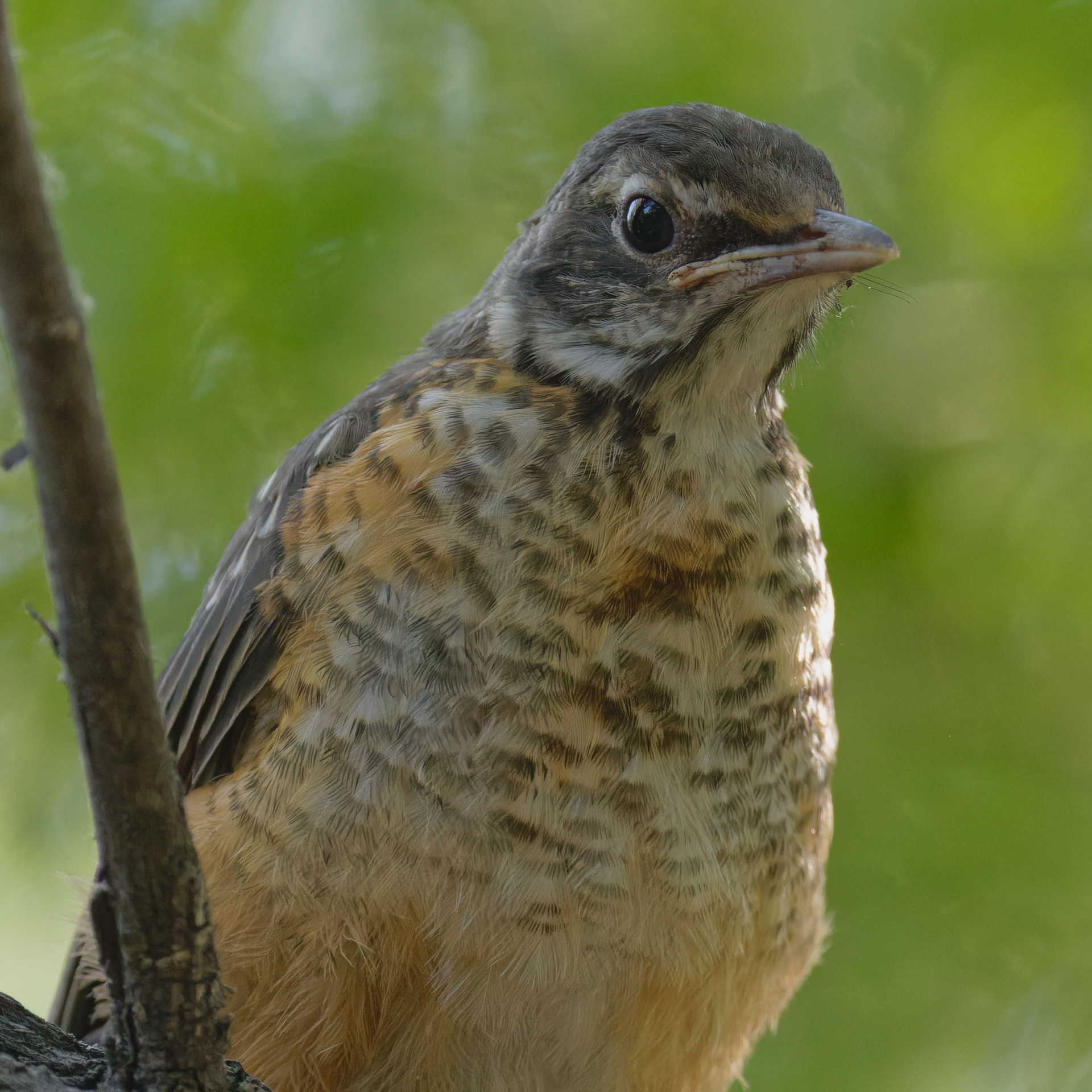 American Robin
