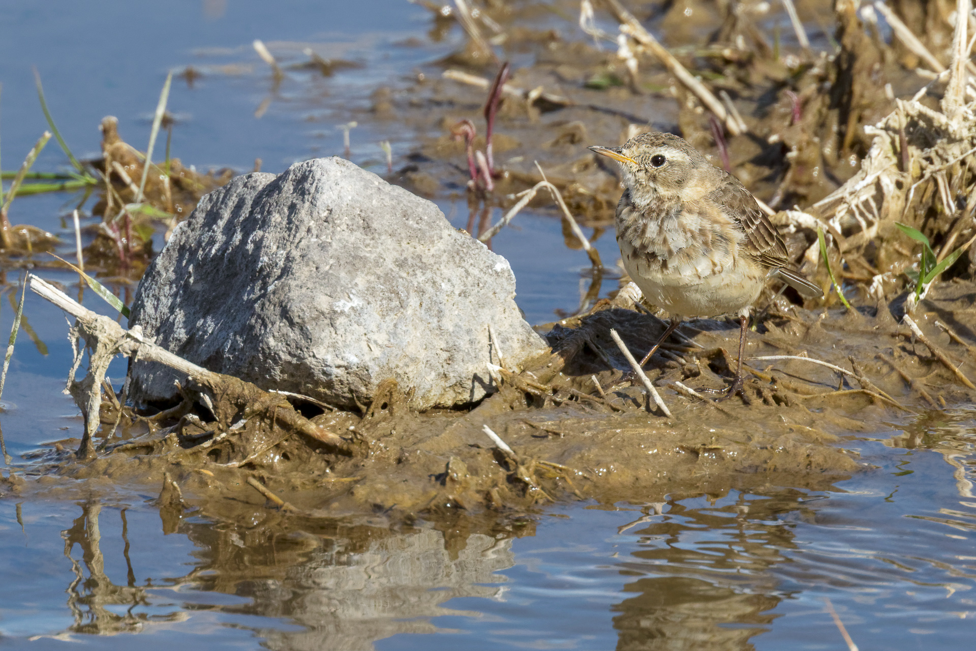 American Pipit