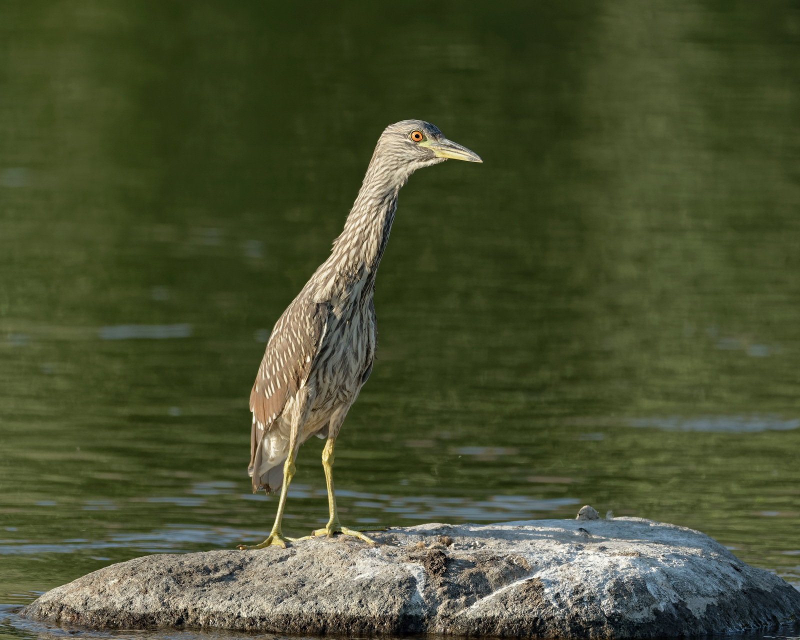 Black-crowned Night Heron juvenile