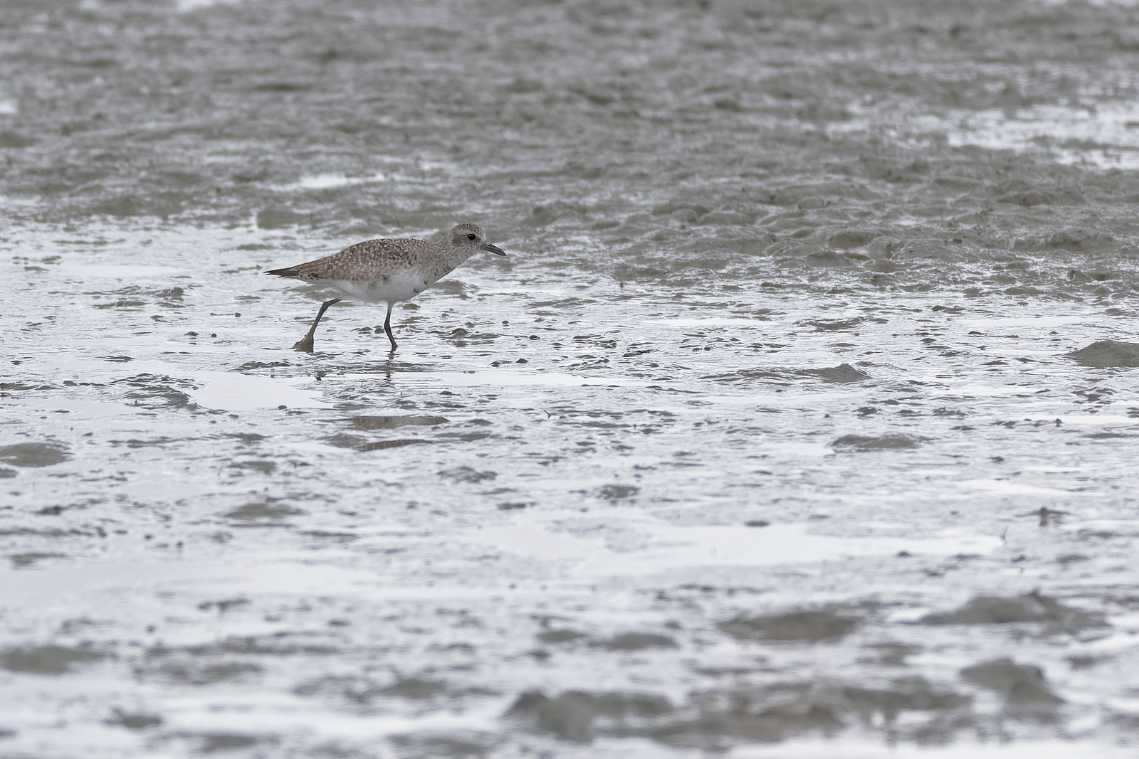Black-bellied Plover