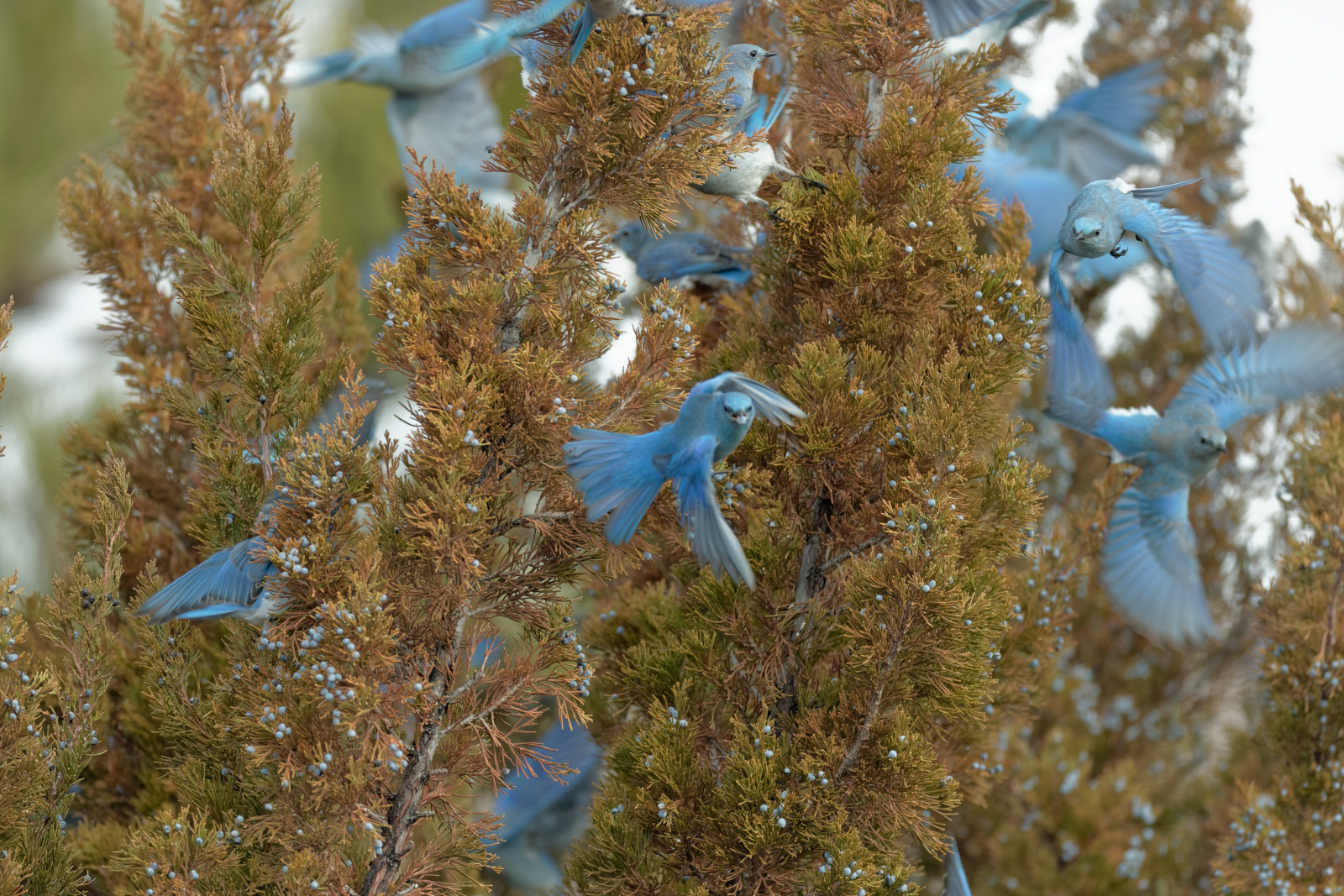 Mountain Bluebirds males