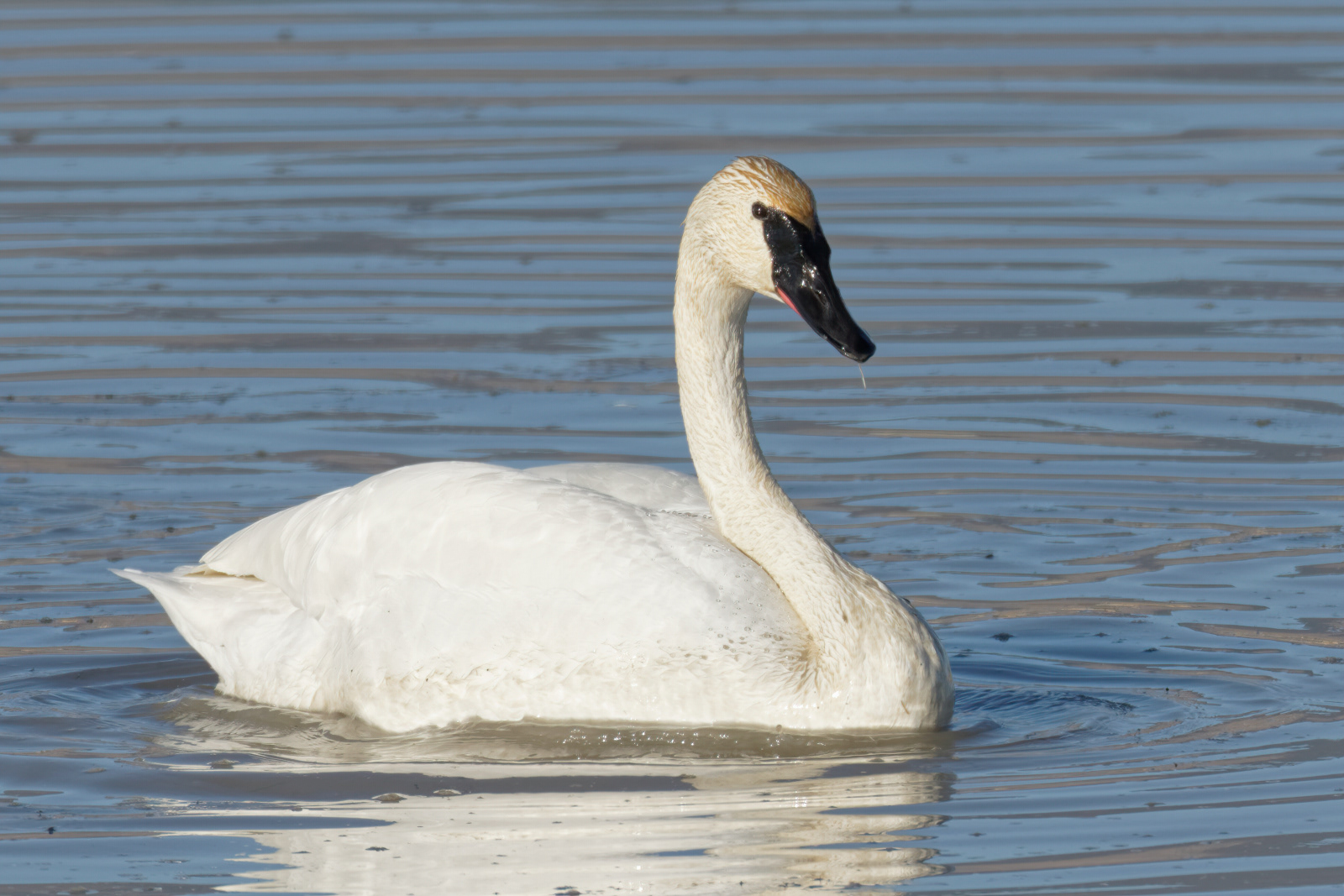 Trumpeter Swan