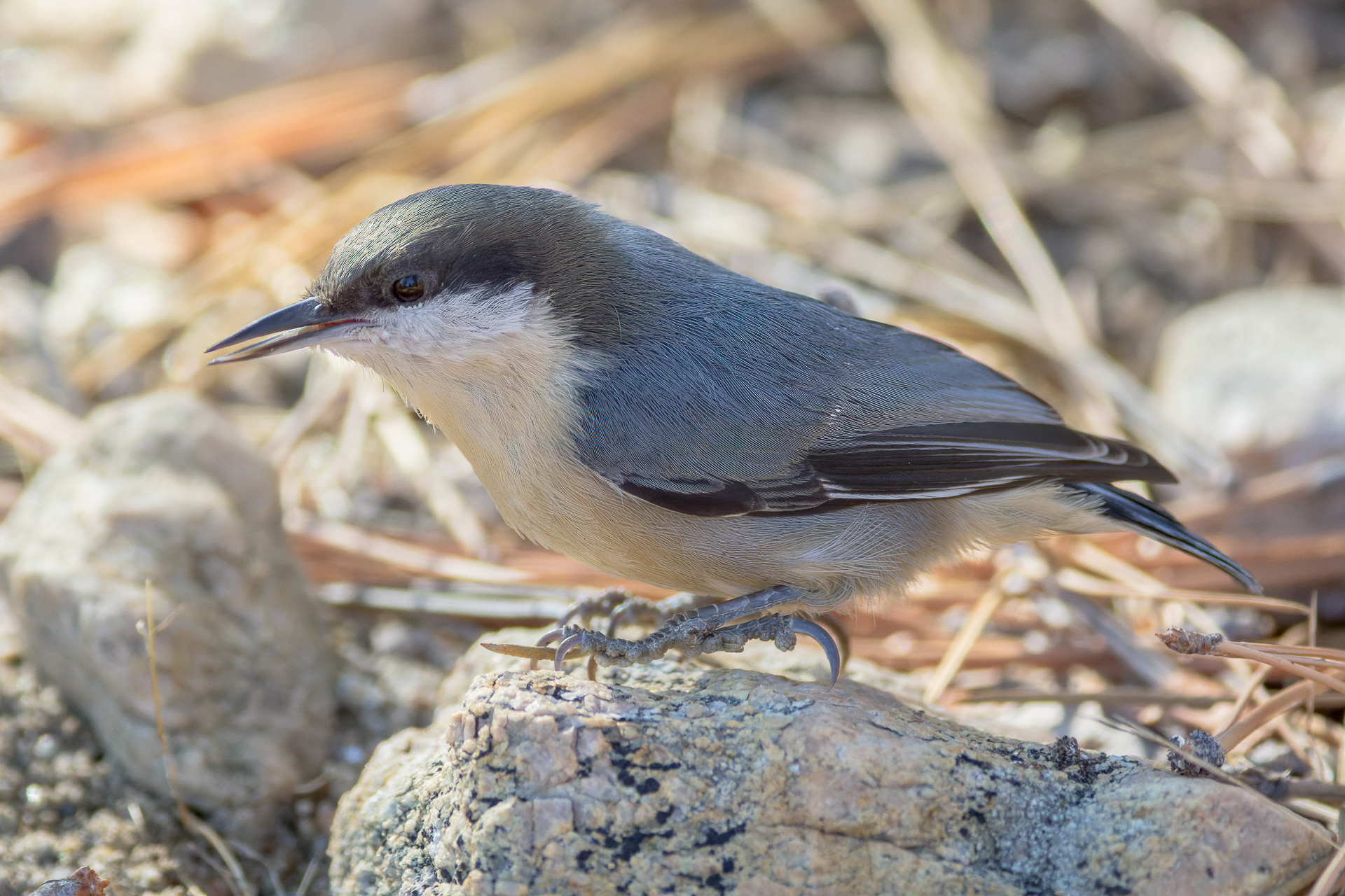 Pygmy Nuthatches