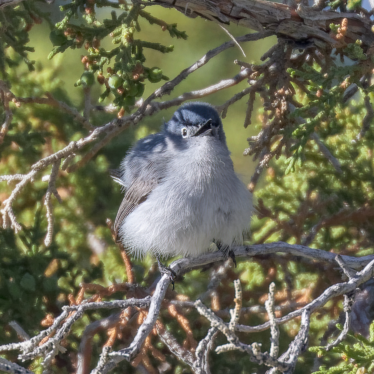 Blue-gray Gnatcatcher
