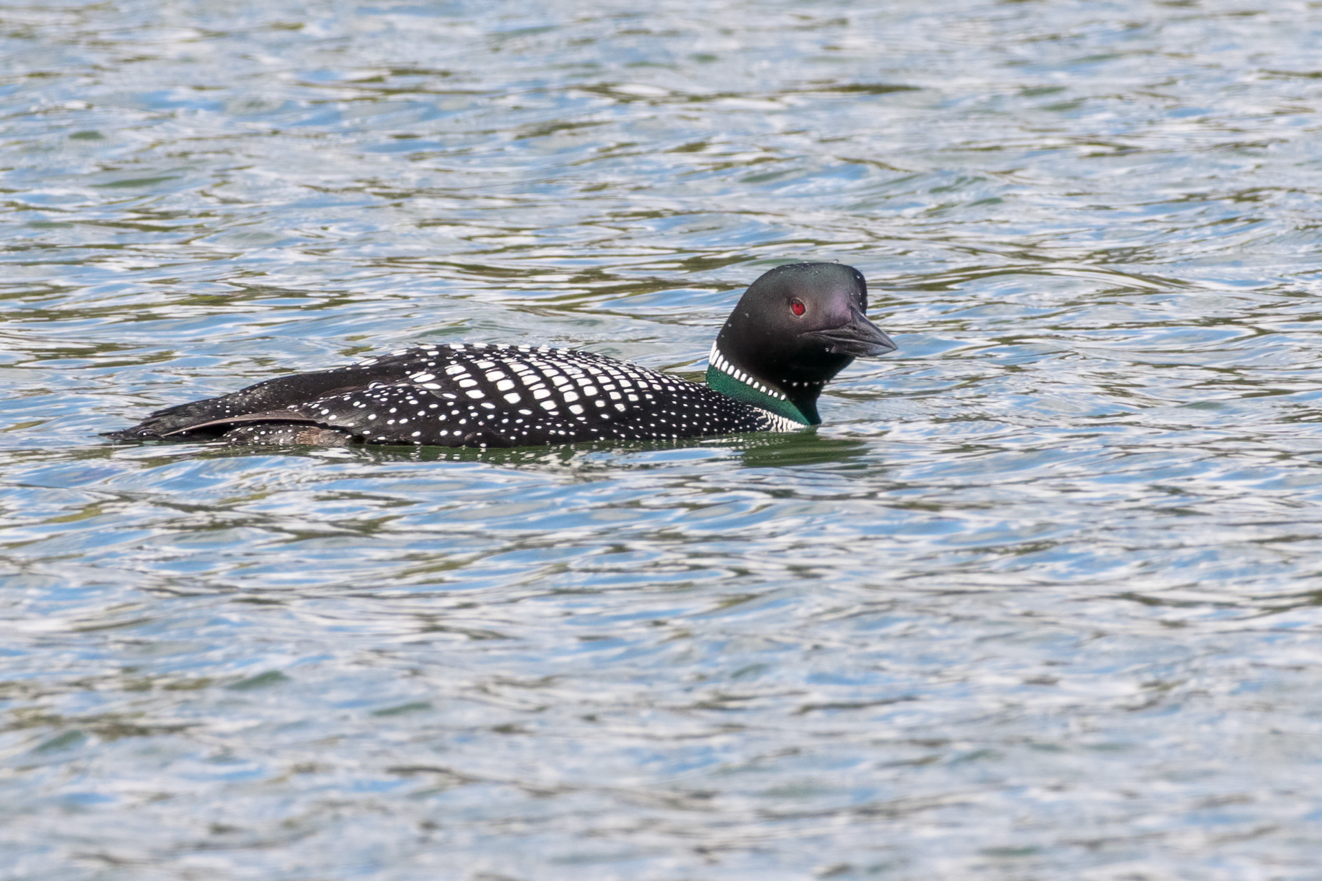 Common Loon