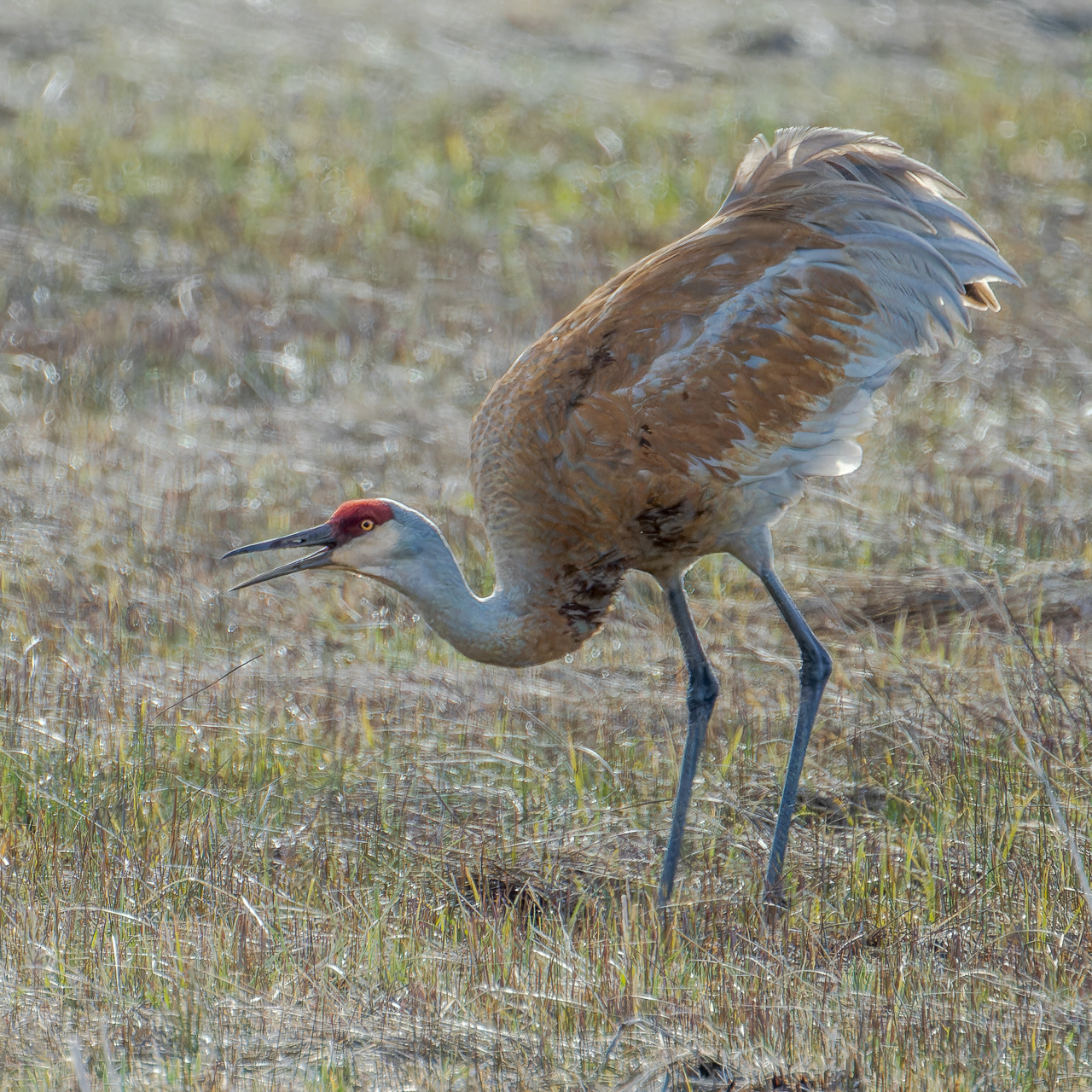 Sandhill Crane