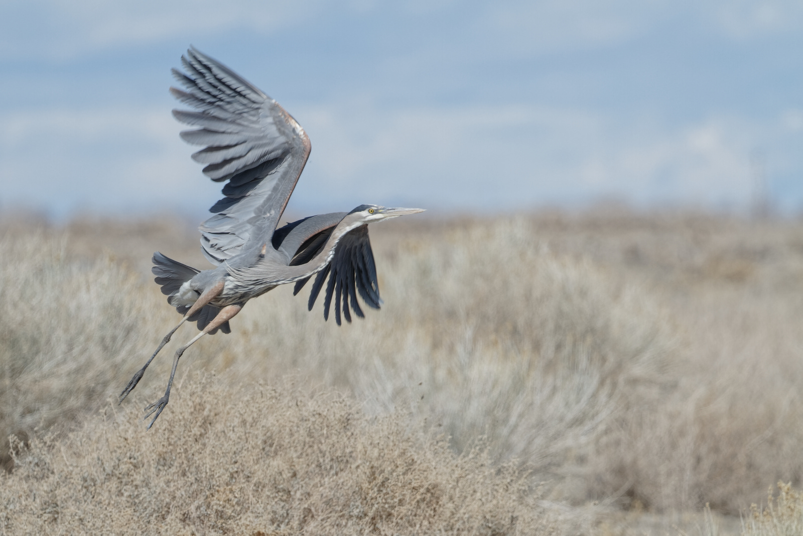 Great Blue Heron