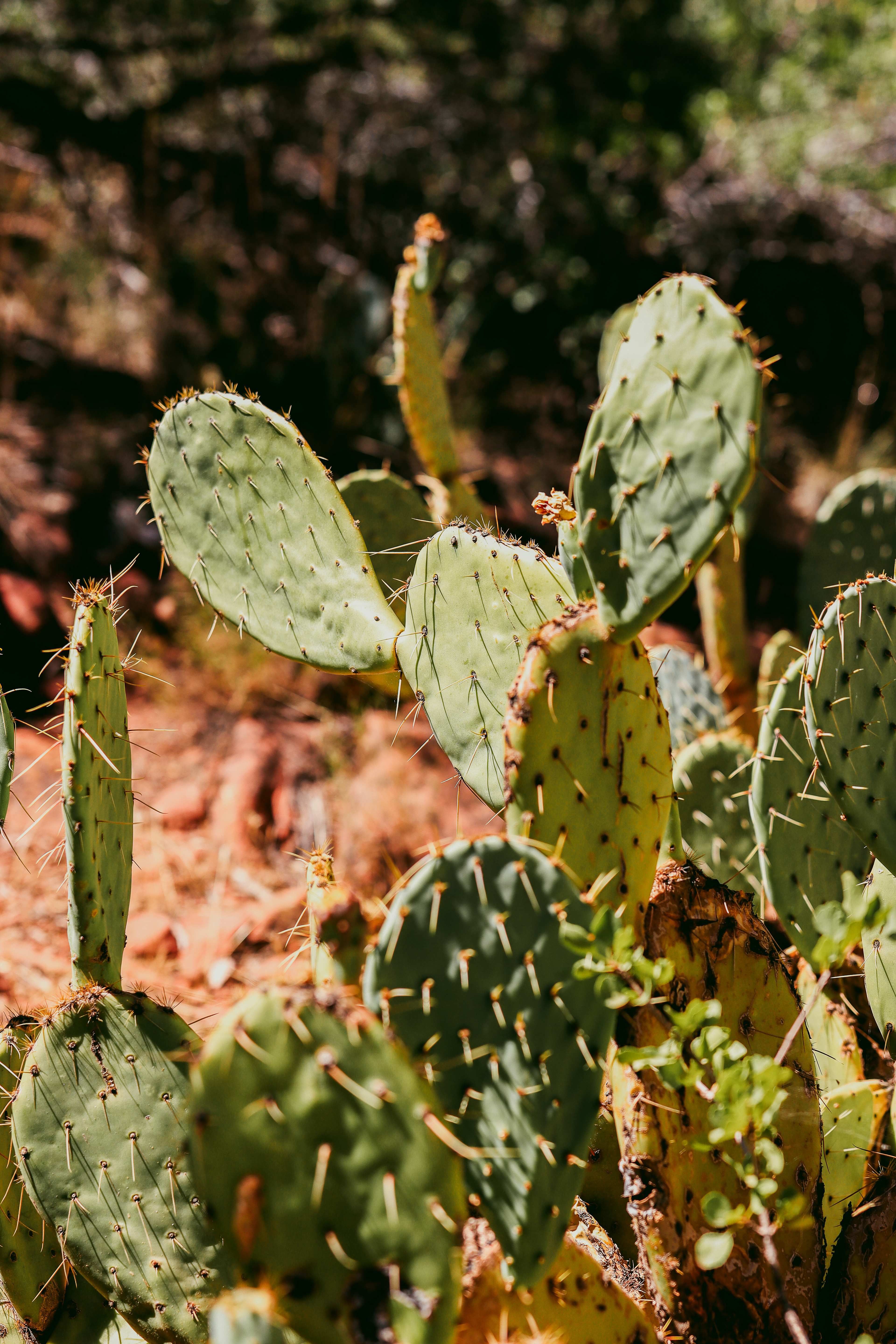 Arizona's Cactus