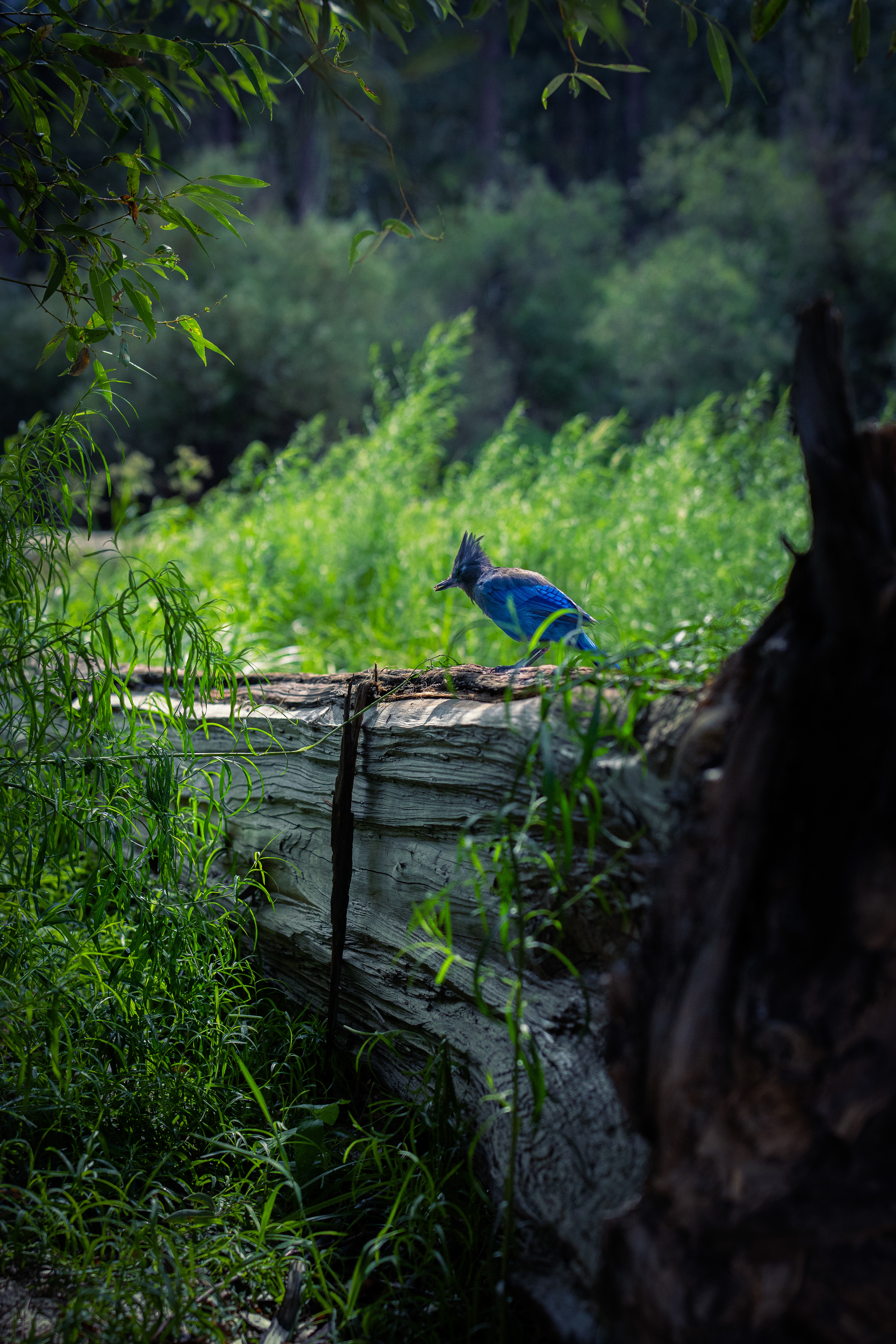 Sequoïa Park