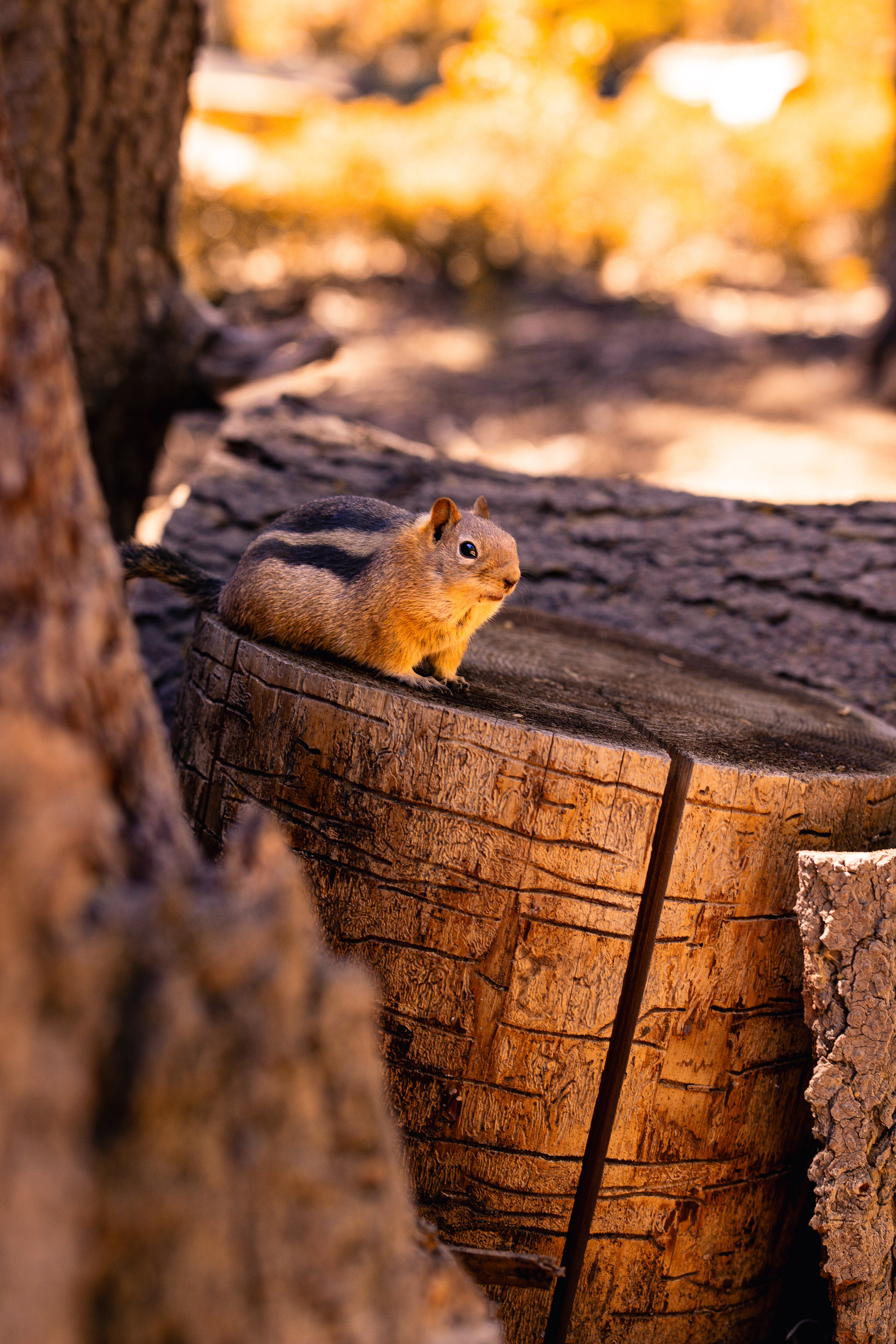 Sequoïa Park